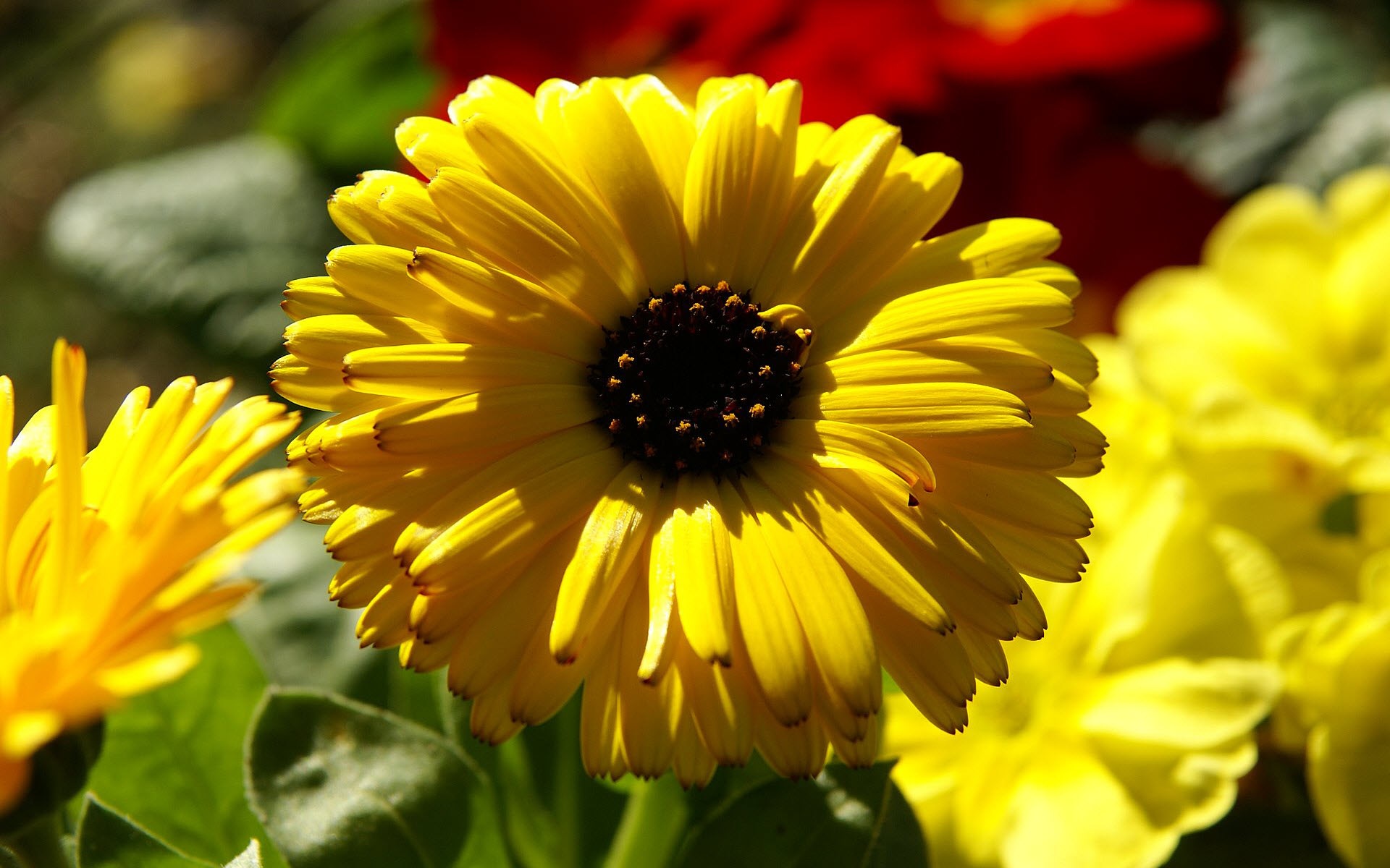 Laden Sie das Natur, Blumen, Blume, Nahansicht, Gänseblümchen, Gelbe Blume, Erde/natur-Bild kostenlos auf Ihren PC-Desktop herunter