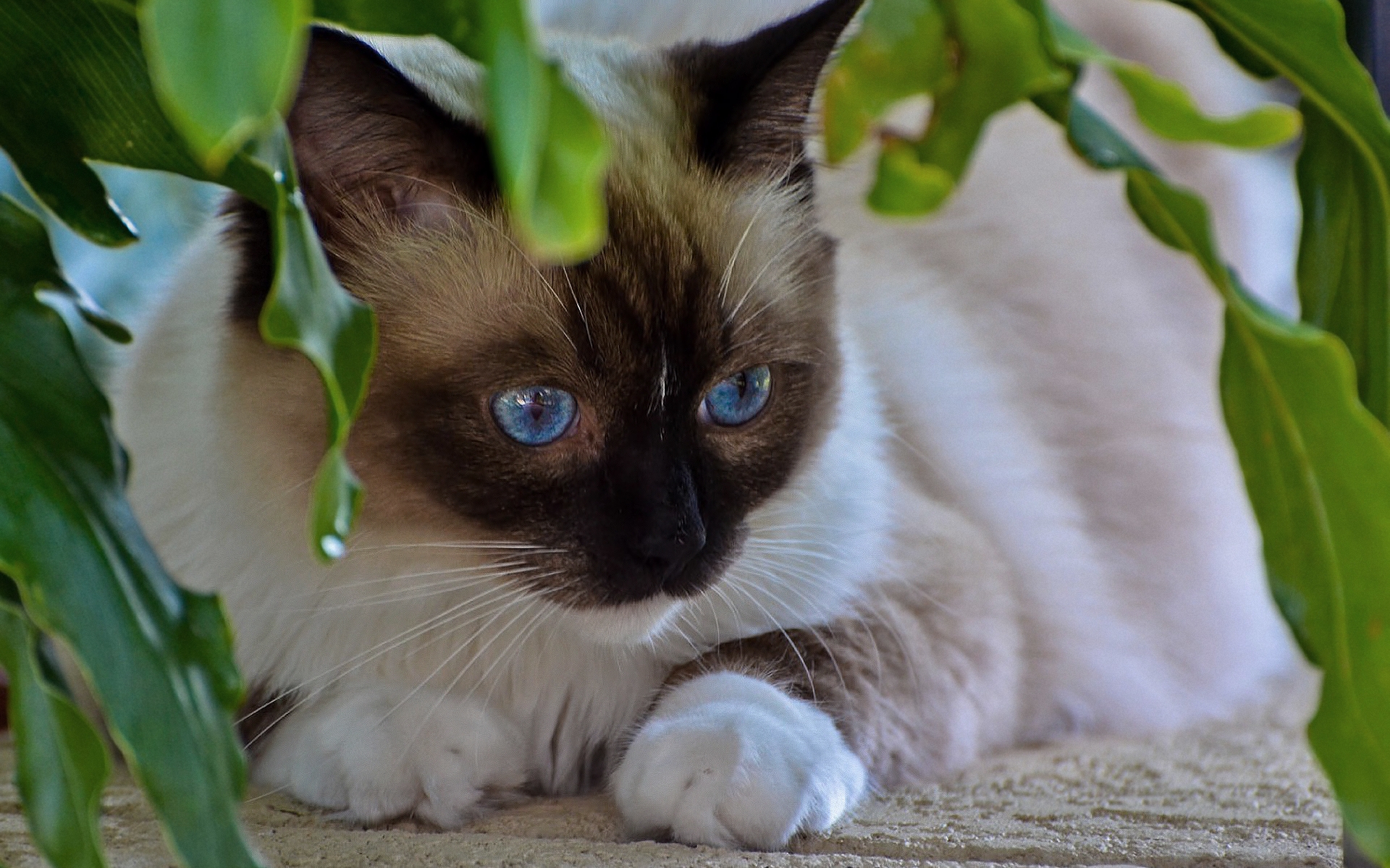 Baixar papel de parede para celular de Animais, Gatos, Gato gratuito.