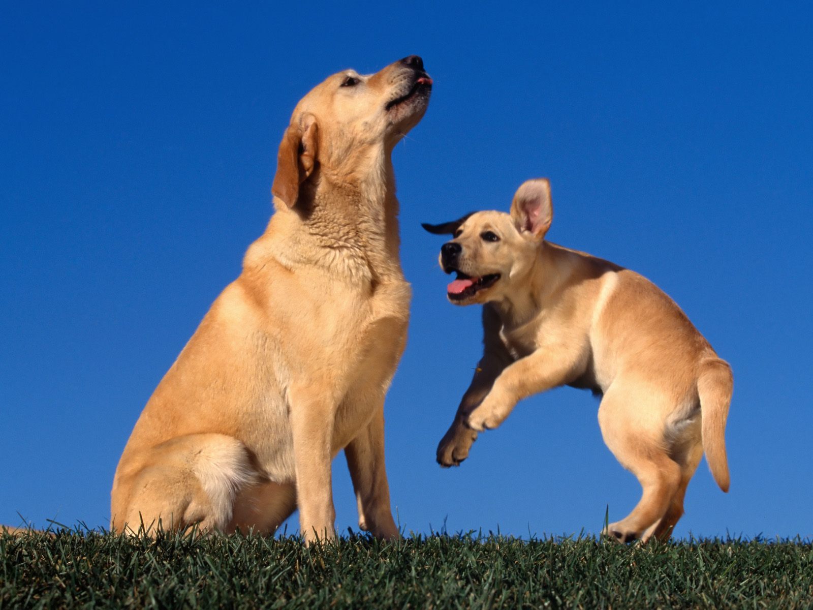 Baixar papel de parede para celular de Animais, Cães, Cão gratuito.