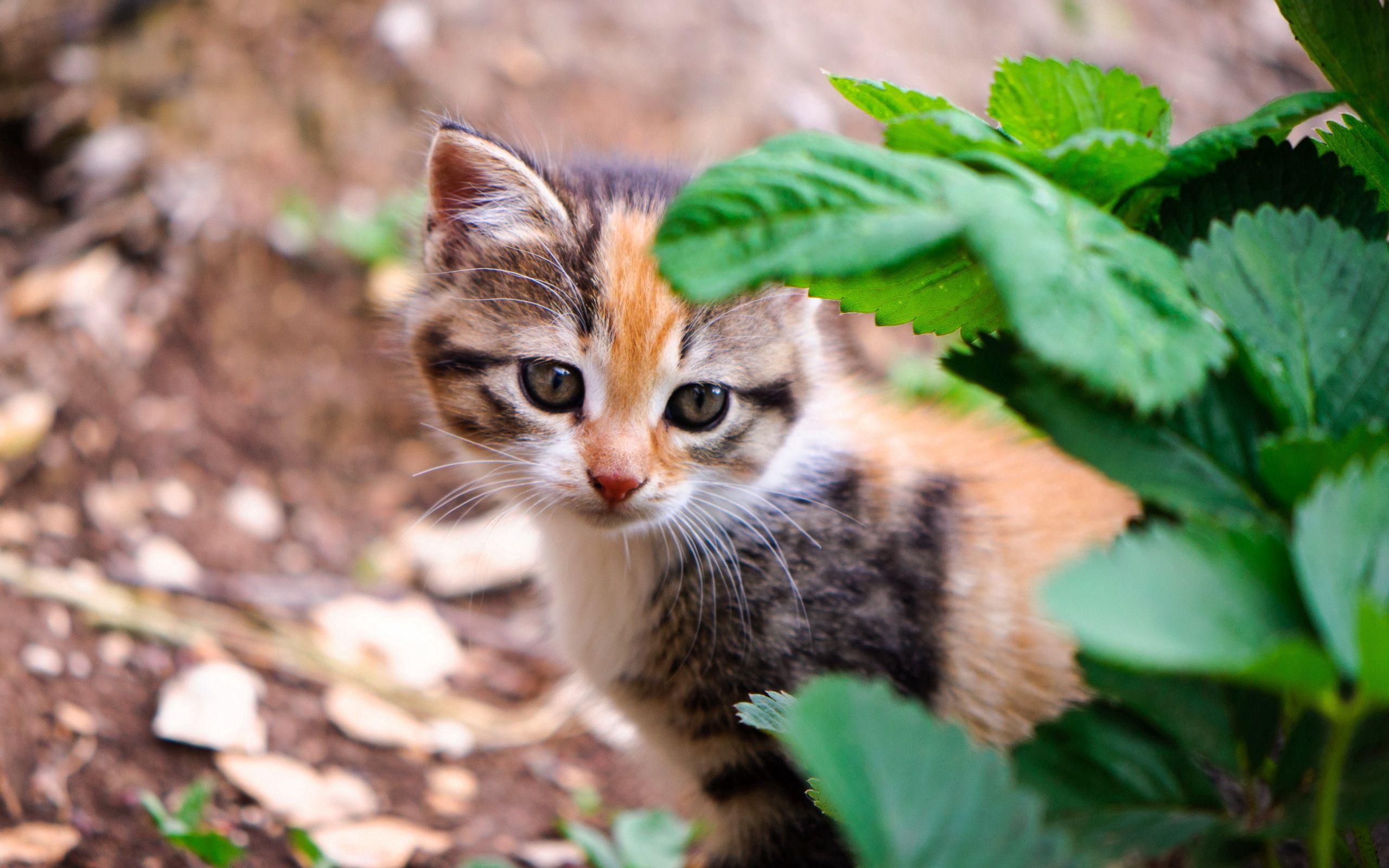 Download mobile wallpaper Kitty, Opinion, Animals, Sight, Leaves, Kitten for free.