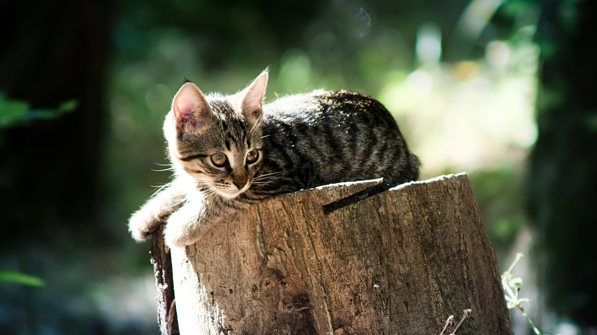 Handy-Wallpaper Tiere, Katze kostenlos herunterladen.