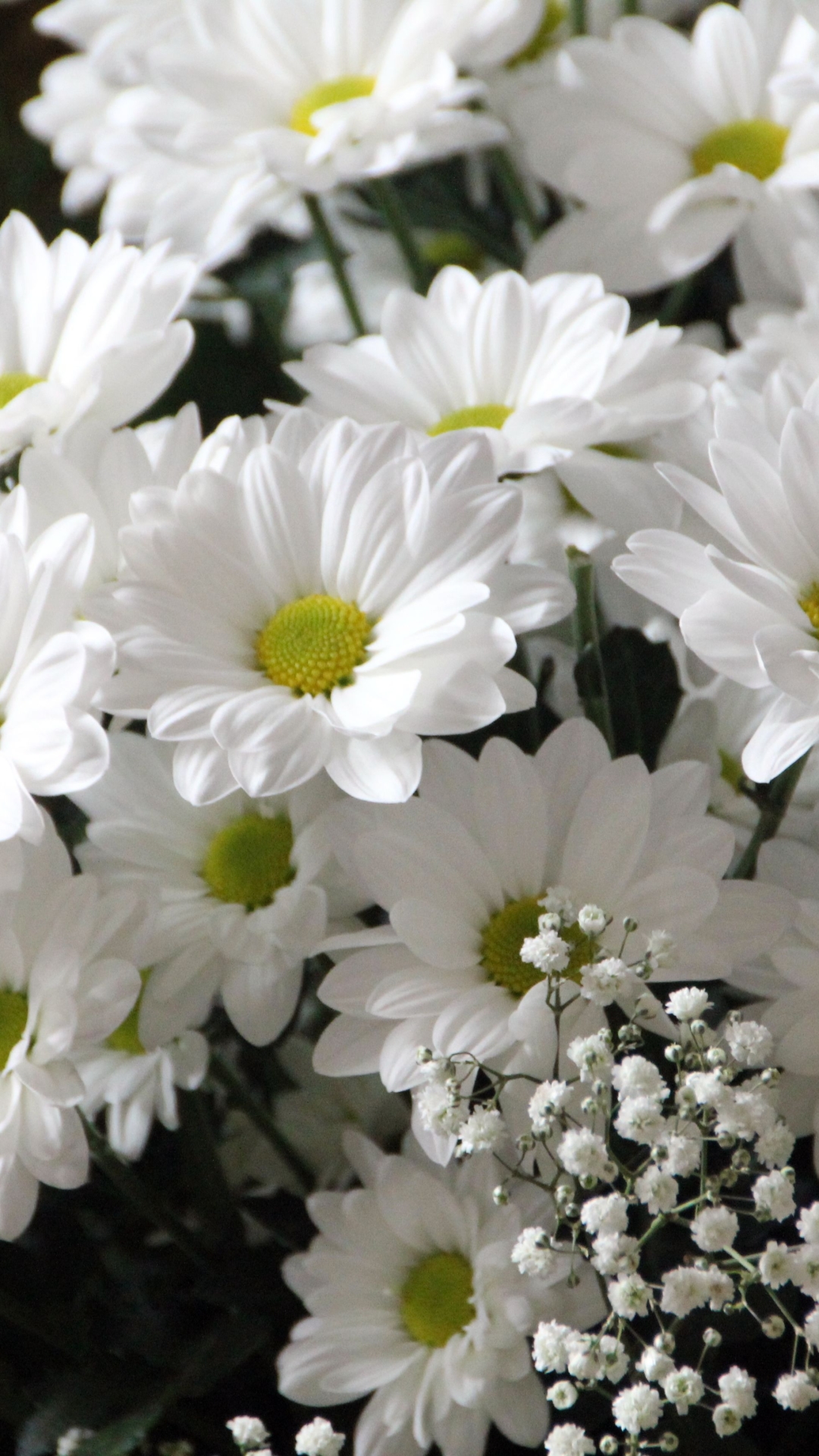 Download mobile wallpaper Nature, Flowers, Flower, Earth, Daisy, White Flower for free.