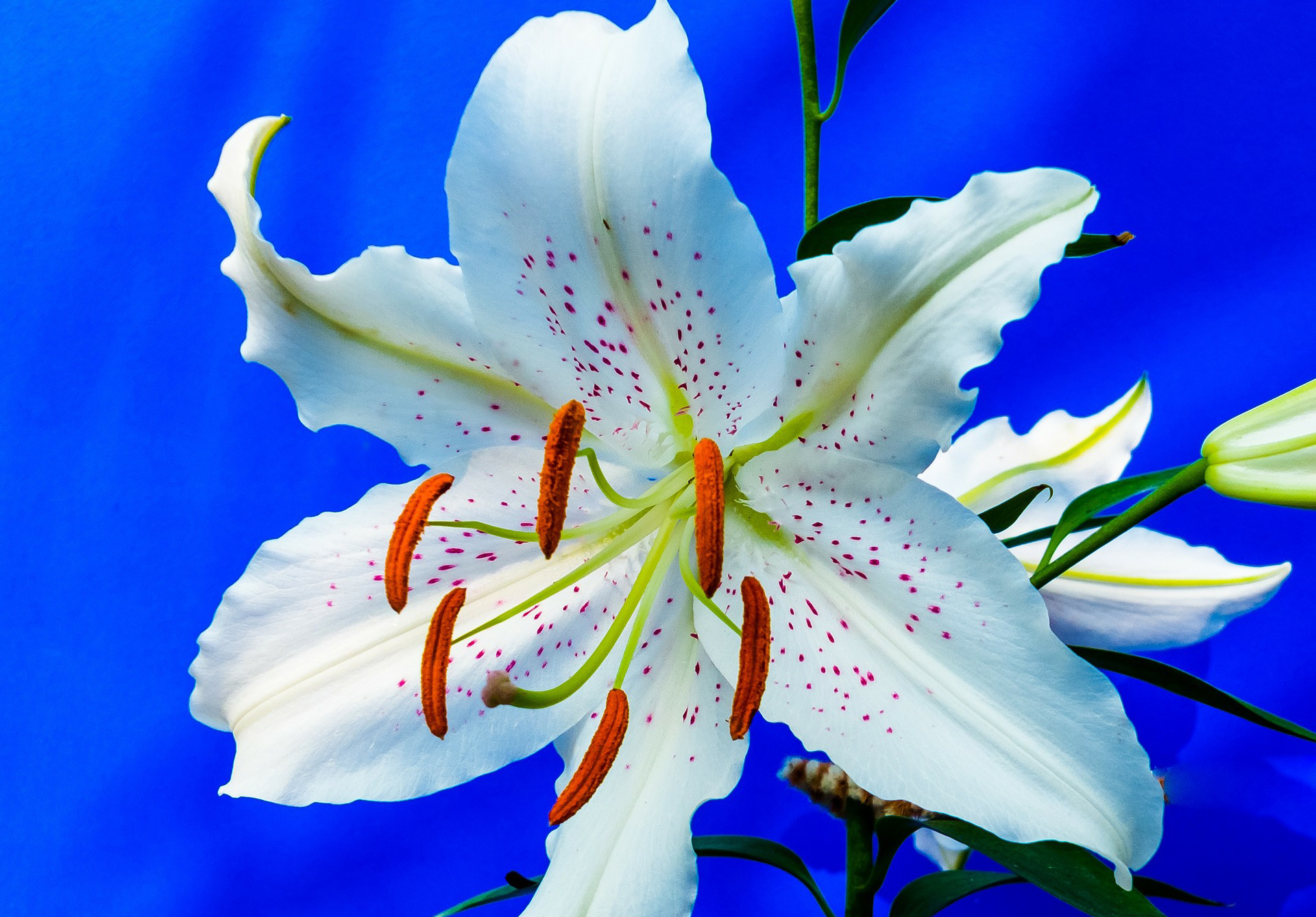 Завантажити шпалери безкоштовно Квітка, Земля, Лілія, Біла Квітка, Впритул, Флауерзи картинка на робочий стіл ПК