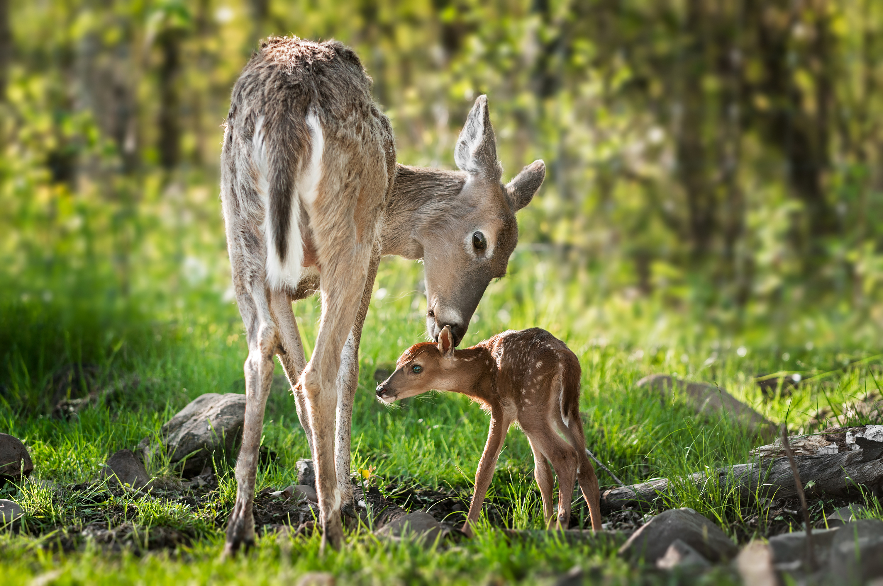 無料モバイル壁紙動物, 鹿, 赤ちゃん動物をダウンロードします。