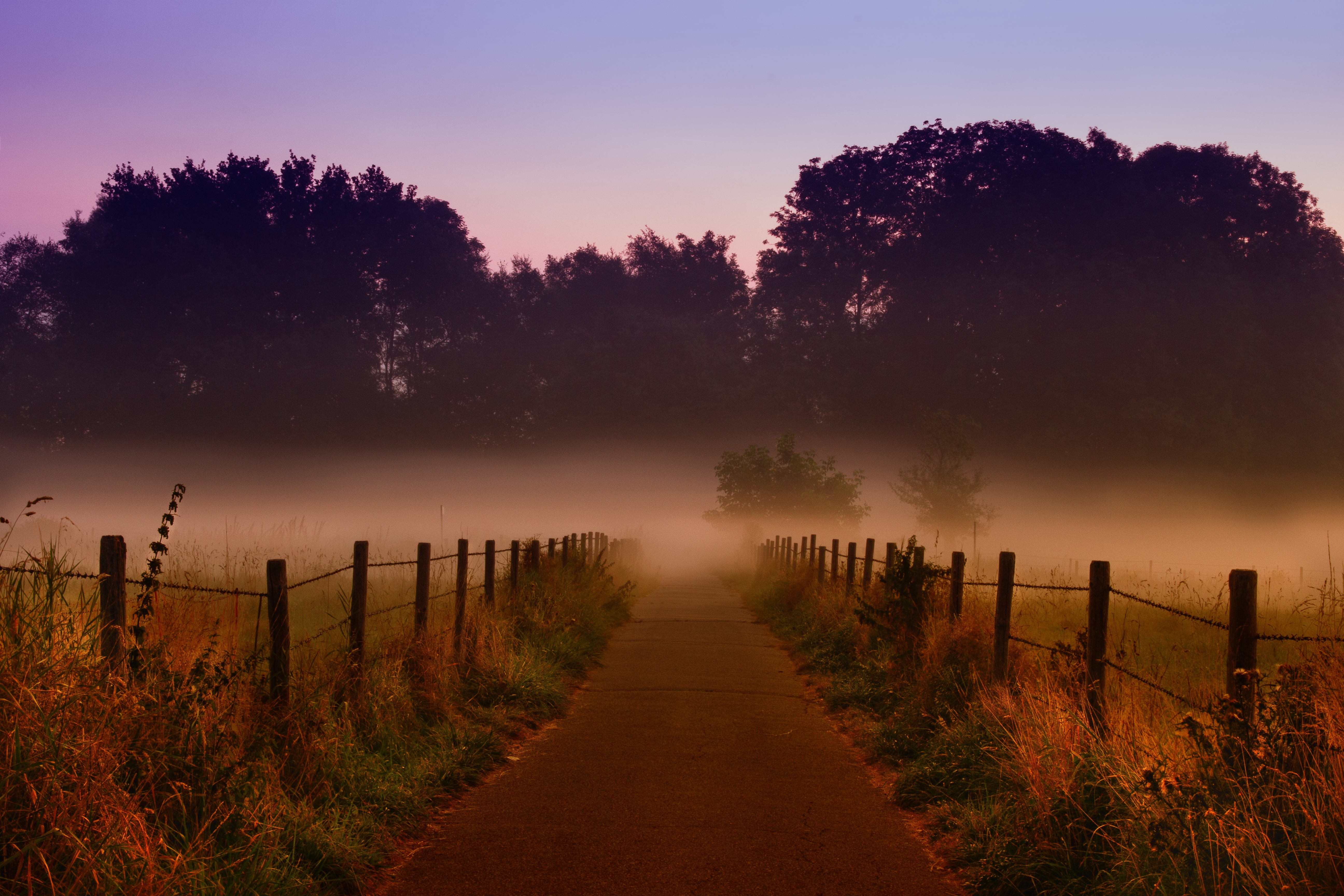Laden Sie das Pfad, Morgendämmerung, Nebel, Natur, Bäume-Bild kostenlos auf Ihren PC-Desktop herunter