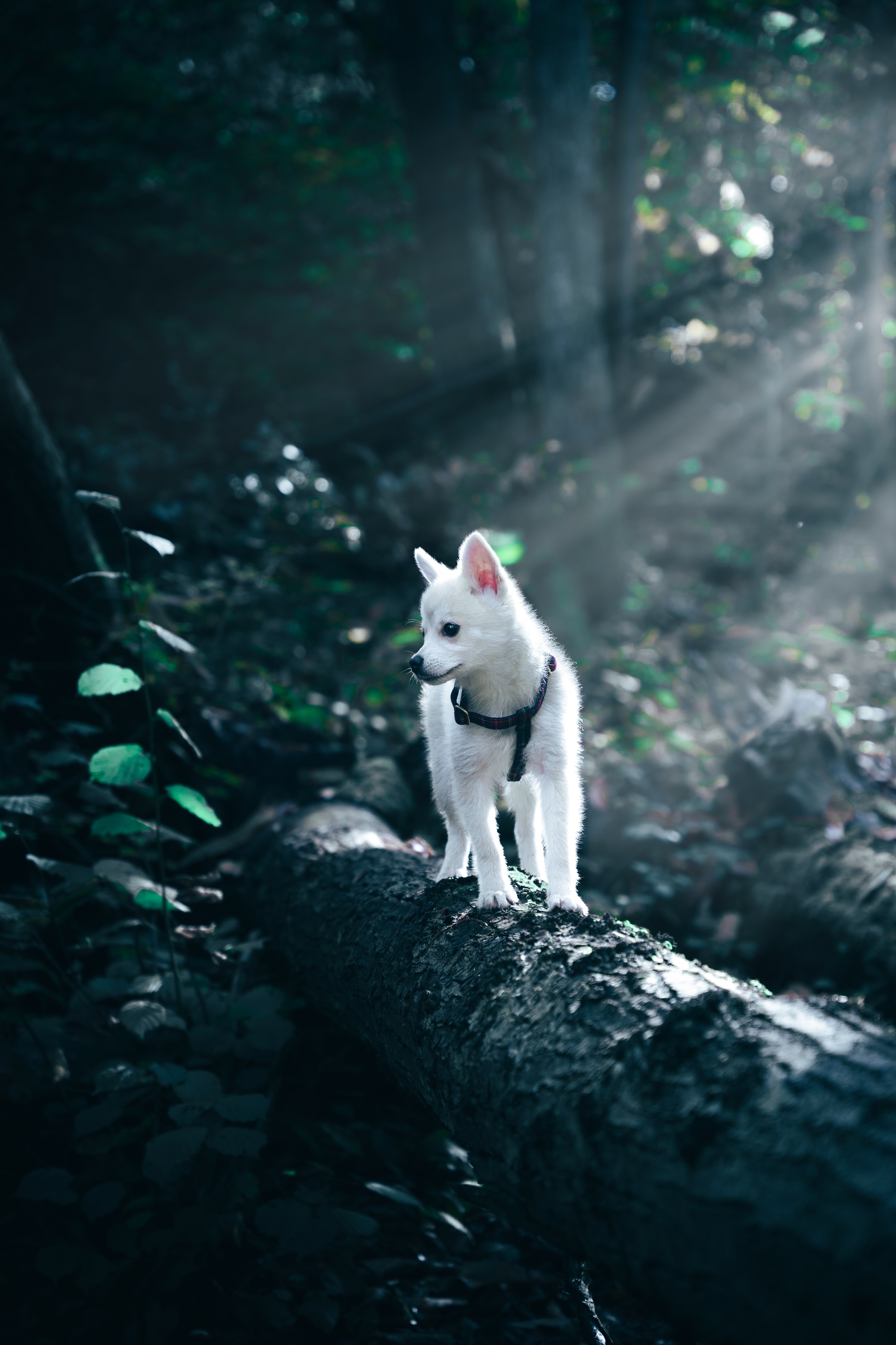 PC Wallpapers animals, white, dog, pet, puppy