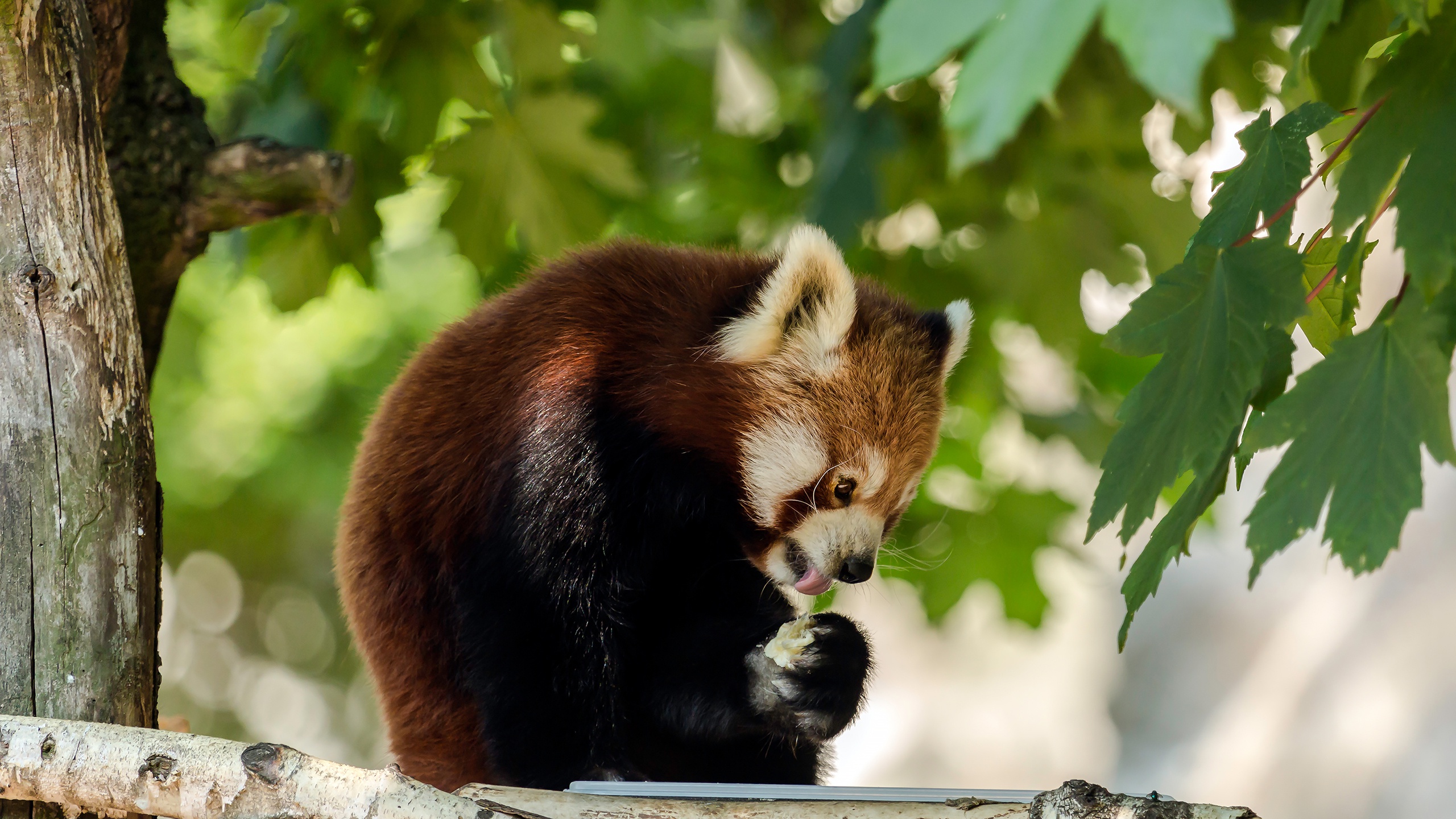 Descarga gratis la imagen Animales, Panda Rojo en el escritorio de tu PC