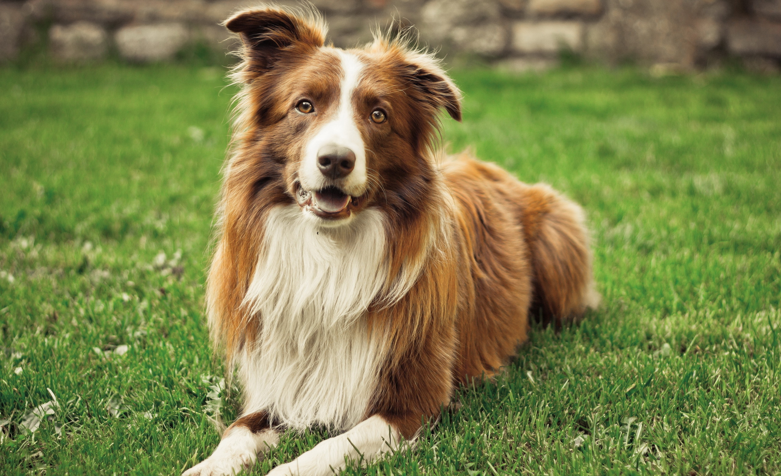 Laden Sie das Tiere, Hunde, Hund, Süß, Border Collie-Bild kostenlos auf Ihren PC-Desktop herunter