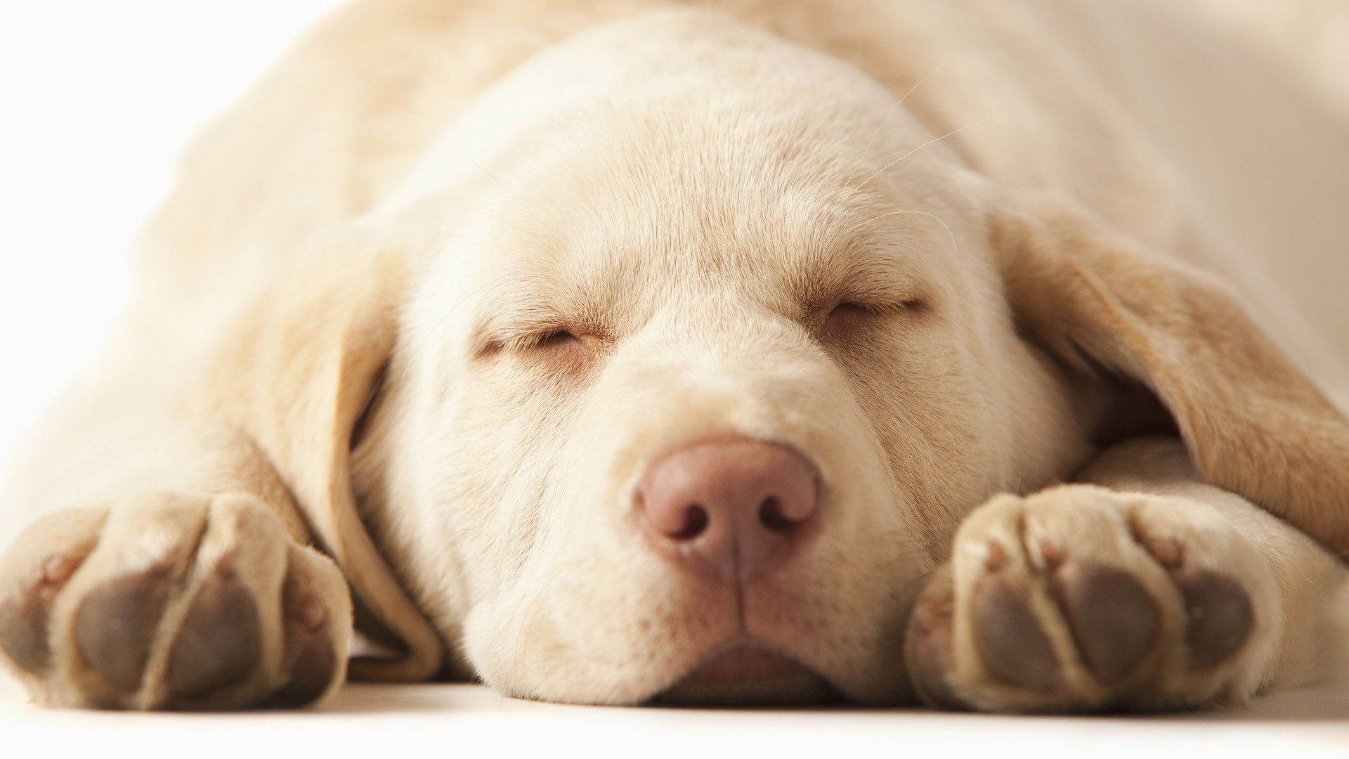 Téléchargez des papiers peints mobile Chiens, Chien, Animaux gratuitement.