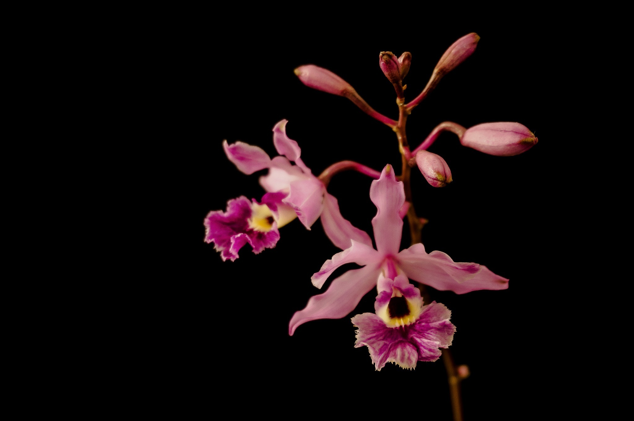 Скачать обои бесплатно Цветок, Орхидея, Земля/природа, Розовый Цветок, Флауэрсы картинка на рабочий стол ПК