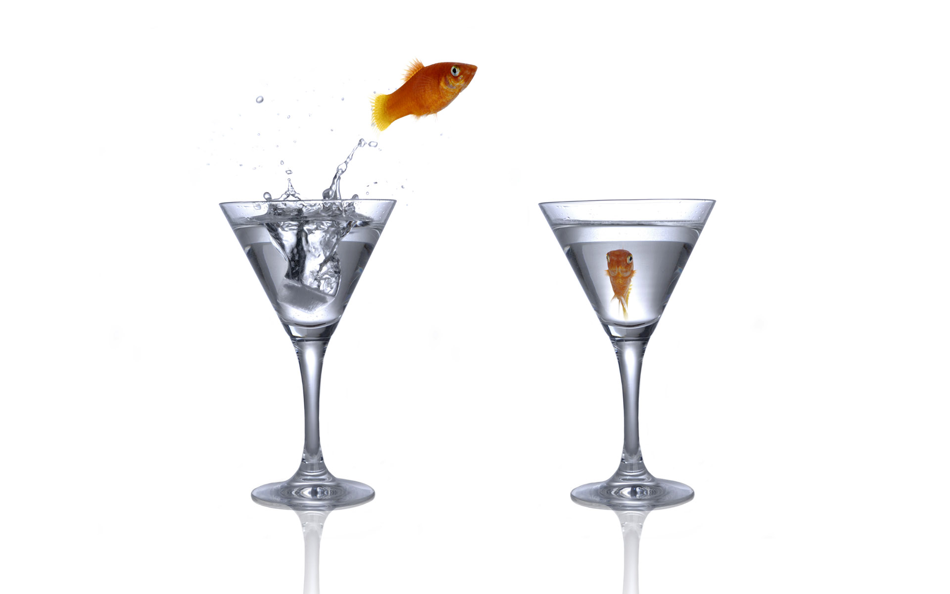Free download wallpaper Glass, Animal, Fish, Goldfish on your PC desktop