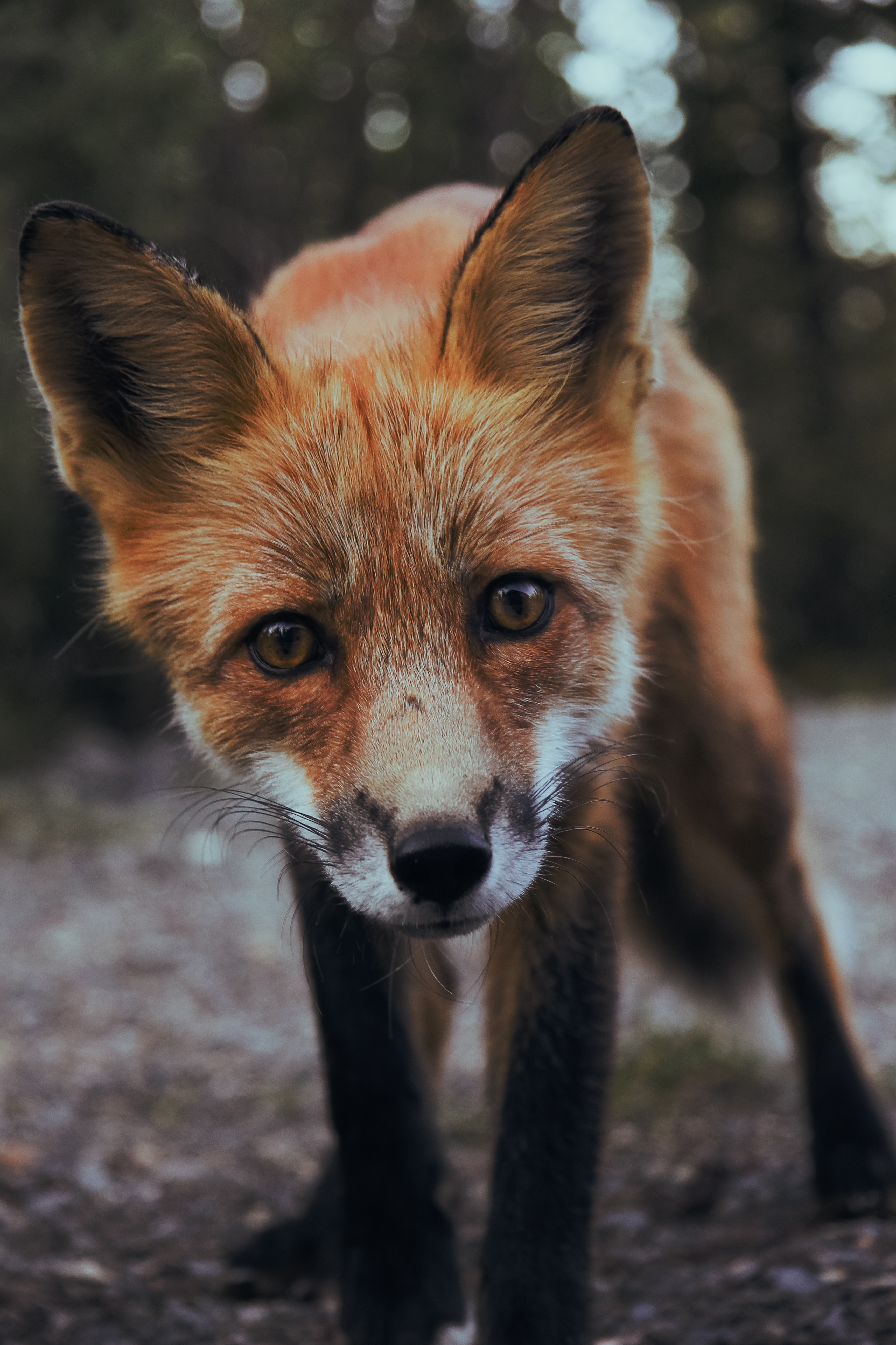 Laden Sie das Junge, Ein Fuchs, Joey, Meinung, Schnauze, Sicht, Tiere, Fuchs, Predator, Raubtier-Bild kostenlos auf Ihren PC-Desktop herunter