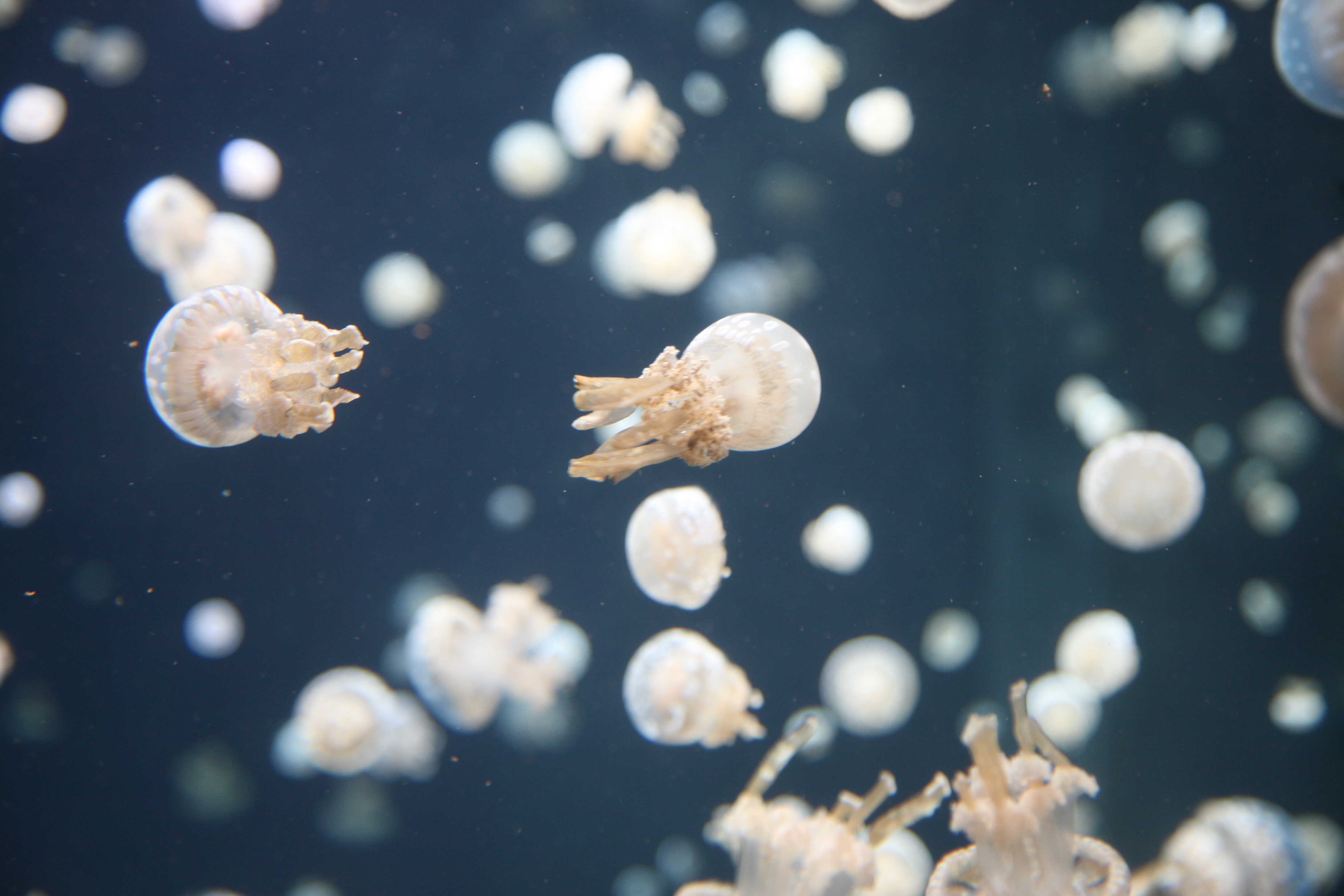 nature, jellyfish, underwater world, tentacles HD wallpaper