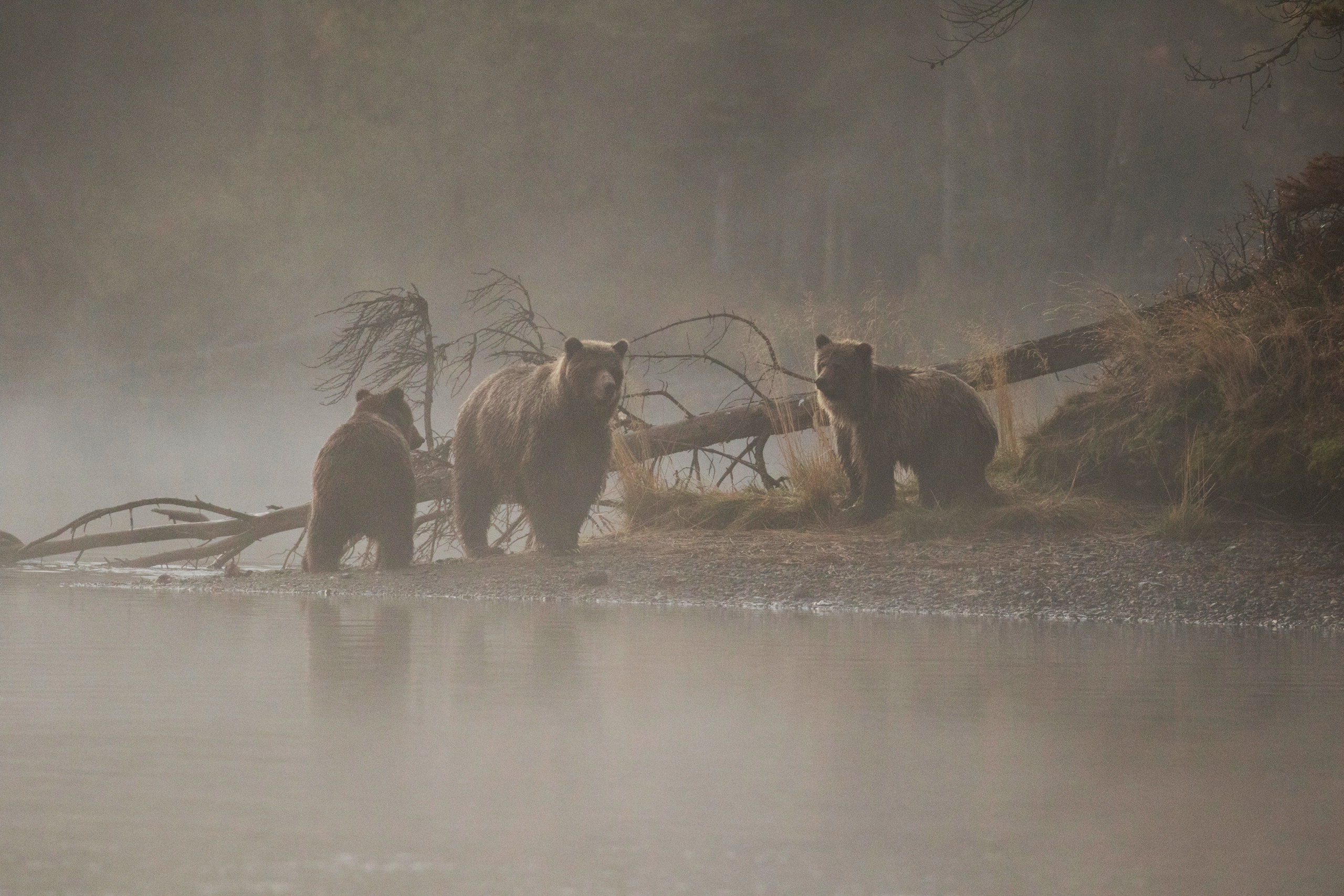 Free download wallpaper Bears, Fog, Bear, Animal on your PC desktop