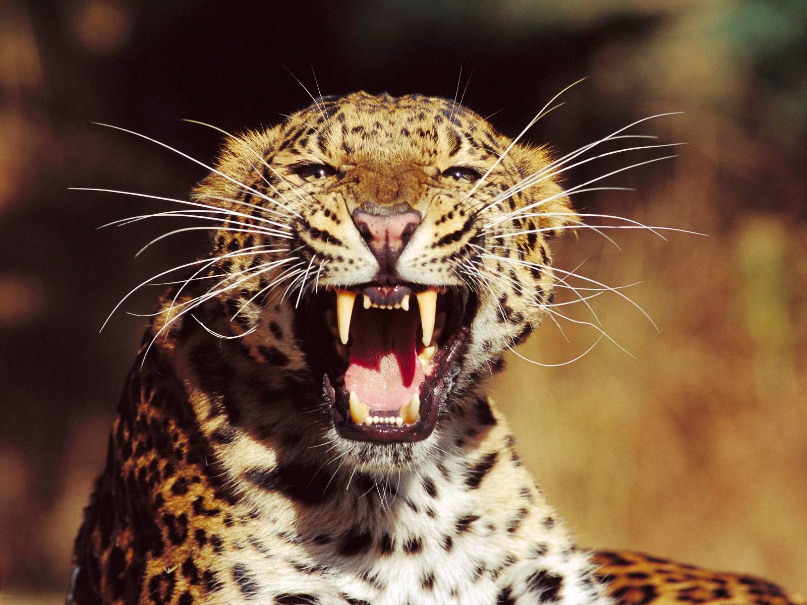 Download mobile wallpaper Cats, Leopard, Animal for free.