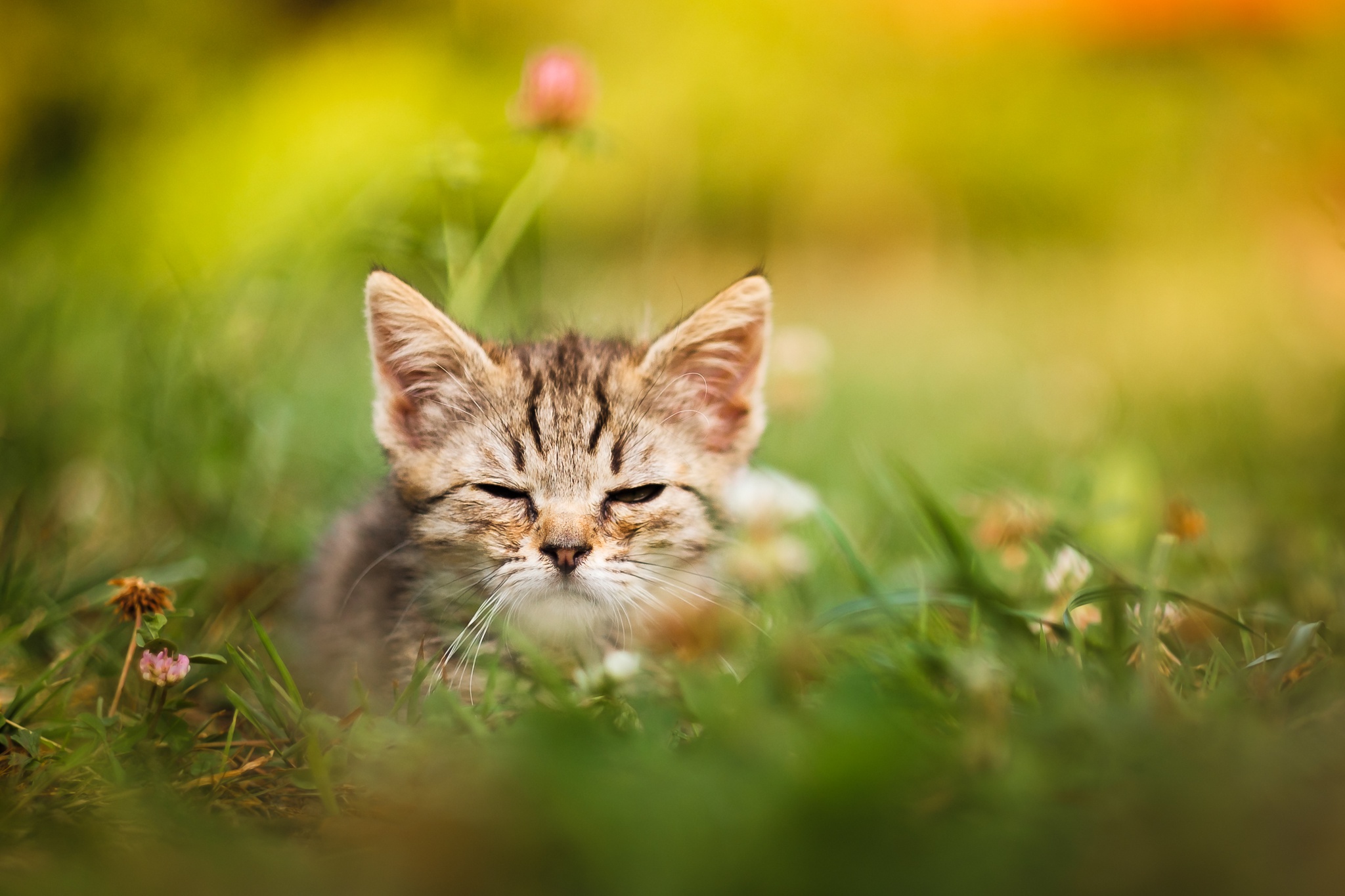 Free download wallpaper Cats, Cat, Kitten, Animal, Baby Animal on your PC desktop