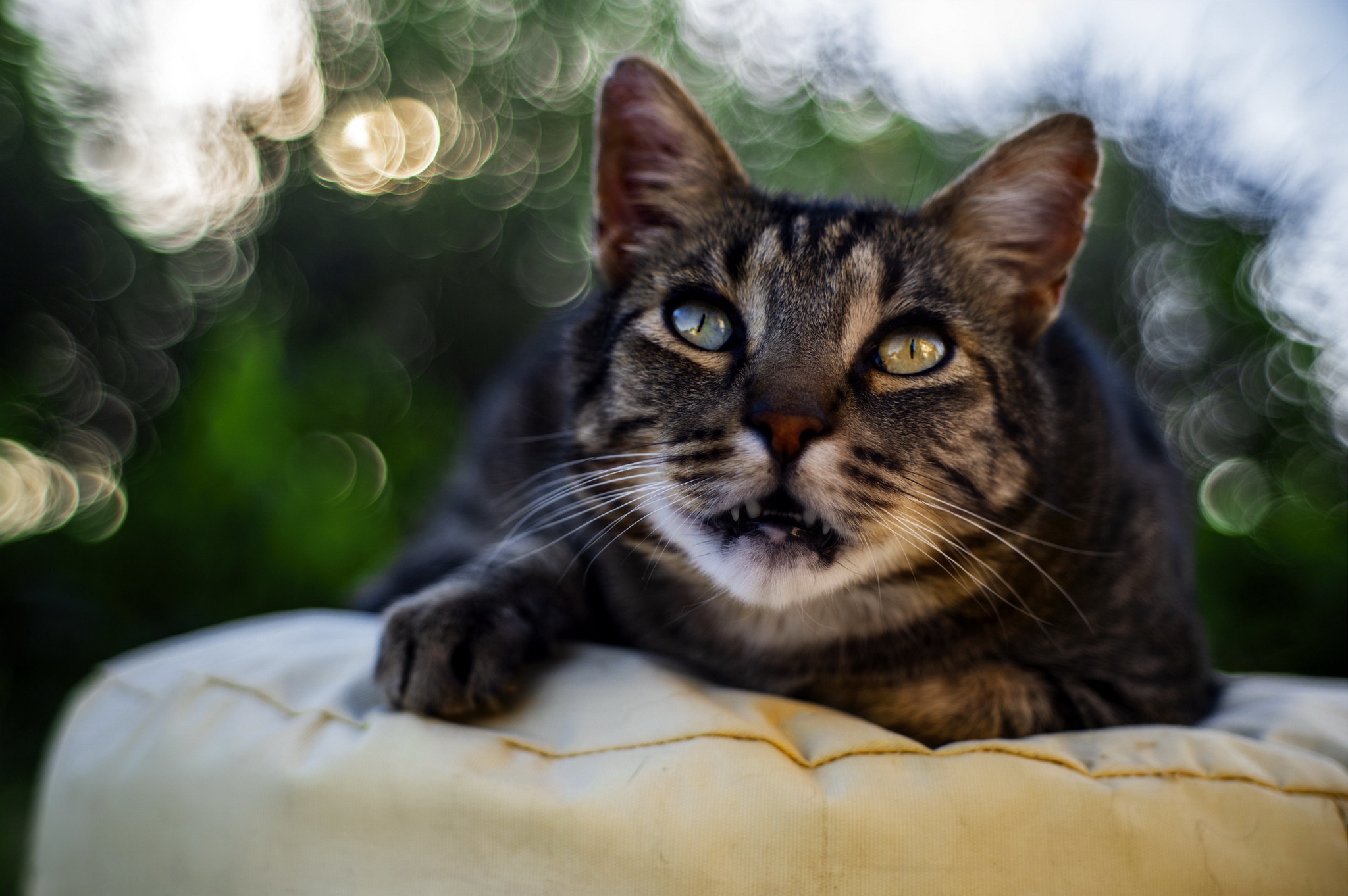 Téléchargez gratuitement l'image Animaux, Chats, Chat, Bokeh sur le bureau de votre PC