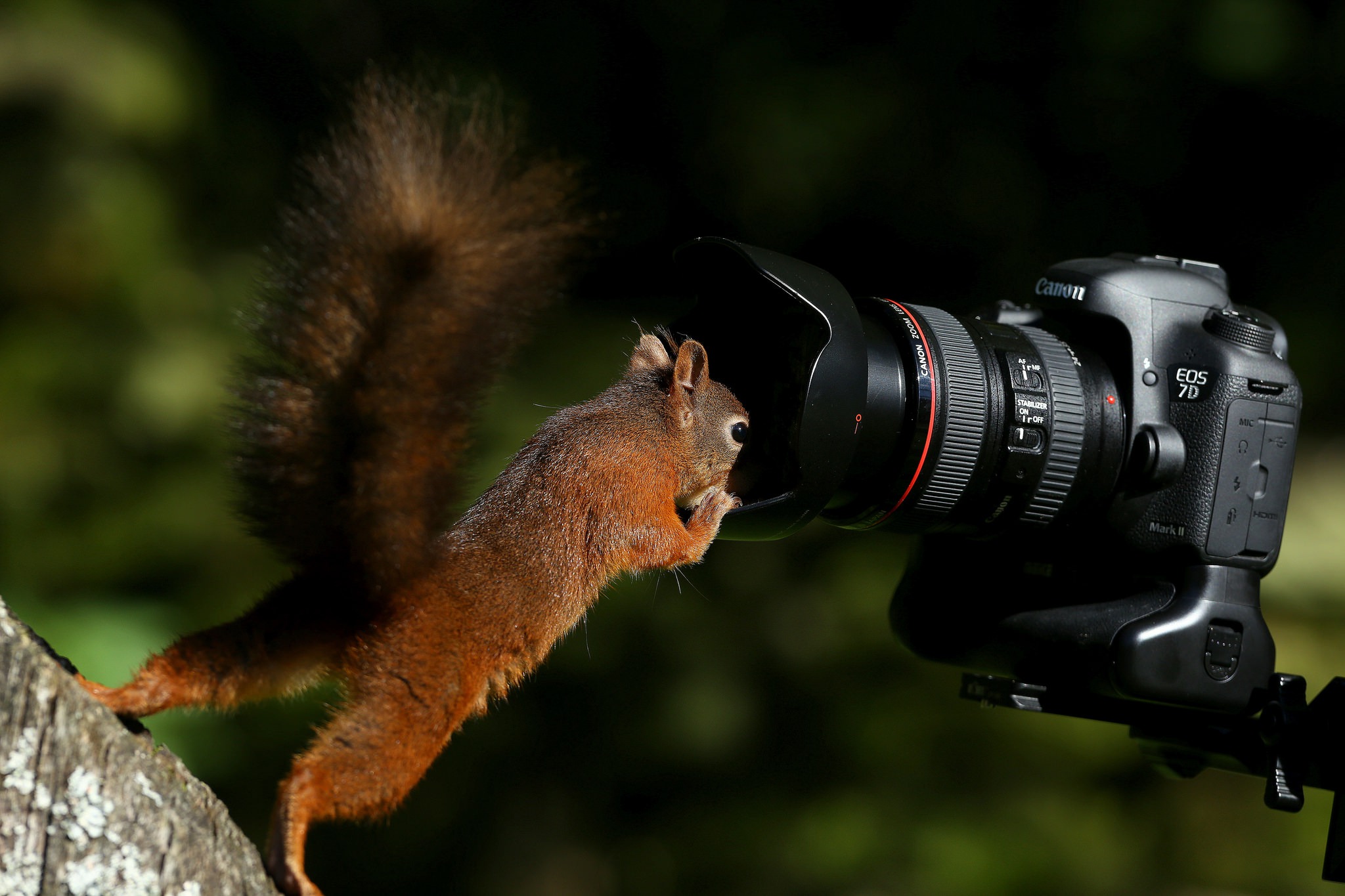 774014 Bild herunterladen eichhörnchen, tiere, kamera, kanon, nagetier - Hintergrundbilder und Bildschirmschoner kostenlos