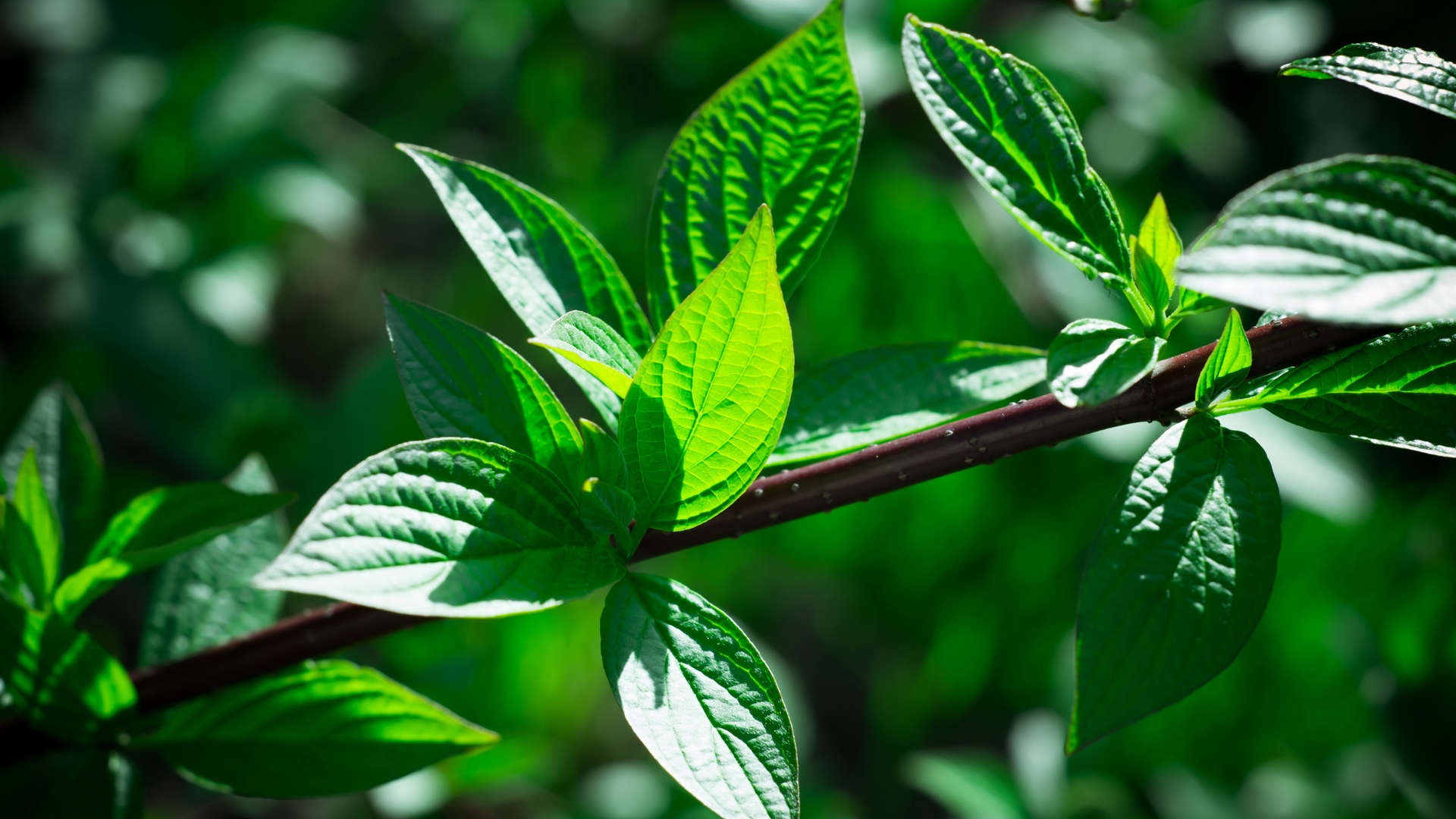 Téléchargez gratuitement l'image Plante, Terre/nature sur le bureau de votre PC