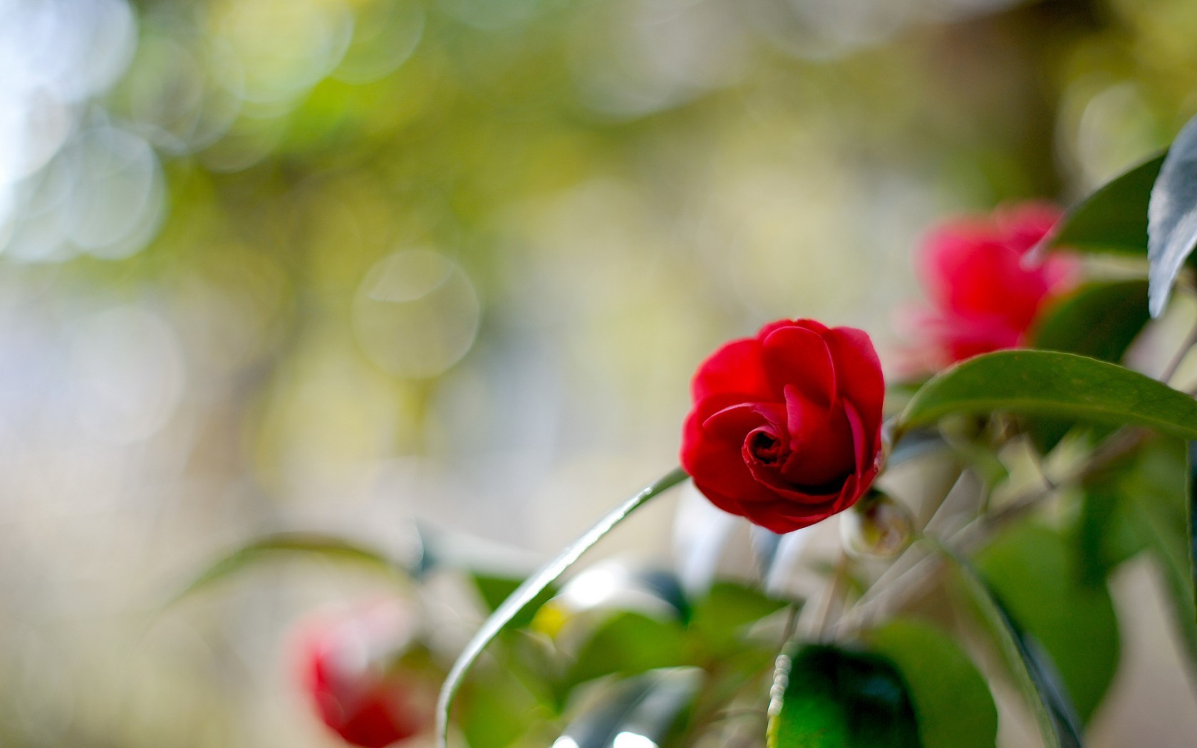 Descarga gratis la imagen Plantas, Flores, Roses en el escritorio de tu PC