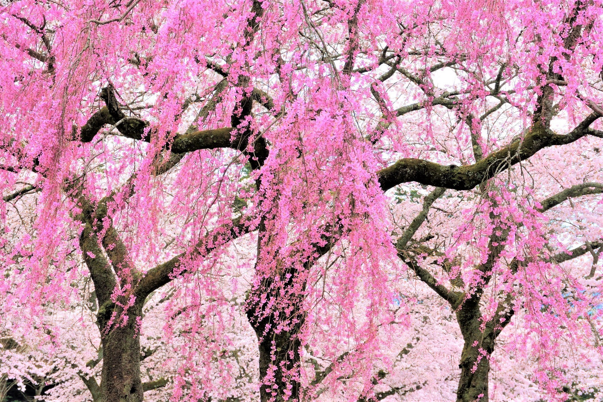 Скачати мобільні шпалери Дерева, Дерево, Цвітіння, Земля, Весна, Рожева Квітка безкоштовно.