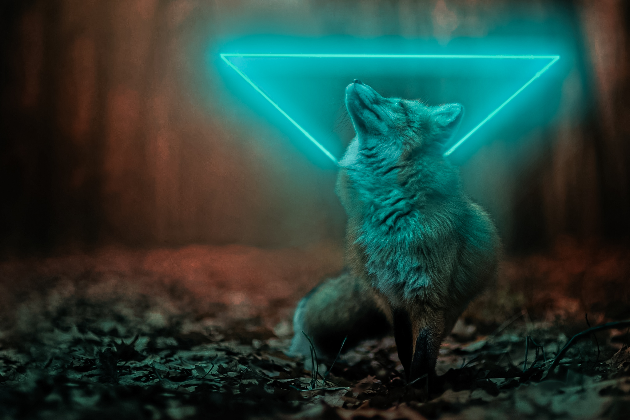 Free download wallpaper Fox, Animal on your PC desktop