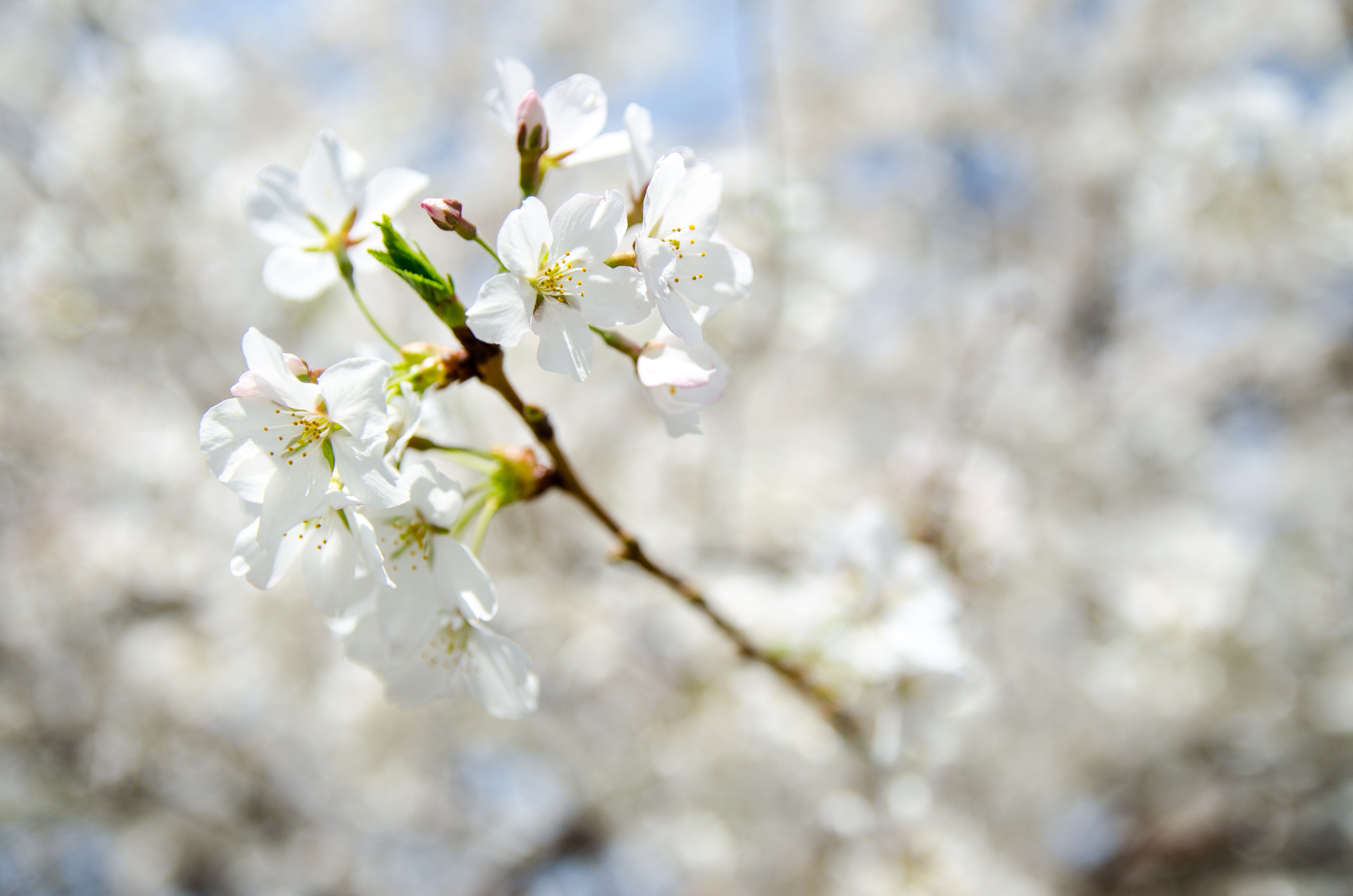 Laden Sie das Natur, Blumen, Blume, Ast, Frühling, Bokeh, Blüte, Weiße Blume, Erde/natur-Bild kostenlos auf Ihren PC-Desktop herunter