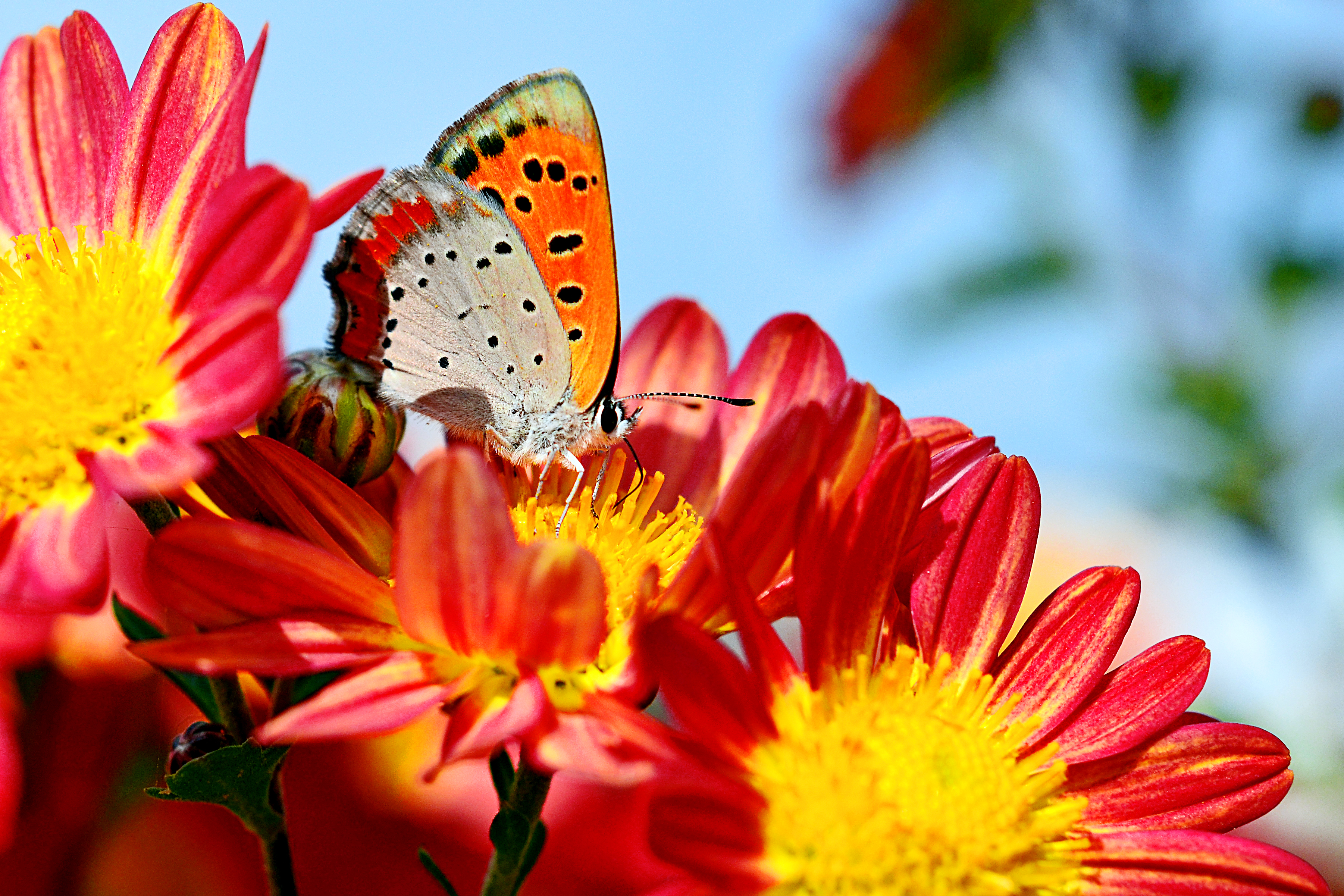 Handy-Wallpaper Tiere, Schmetterlinge, Blume, Farben, Rote Blume kostenlos herunterladen.