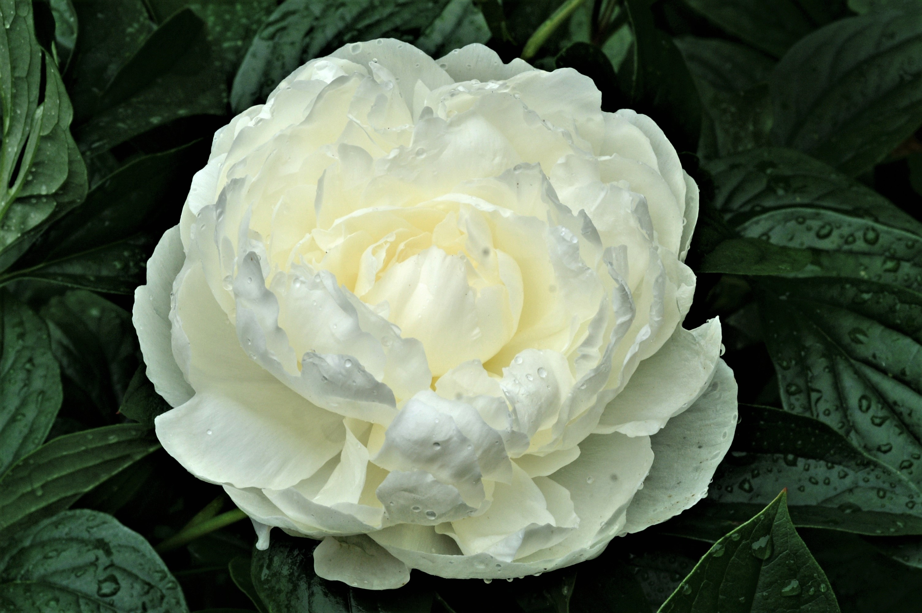 Descarga gratis la imagen Flores, Flor, Hoja, Flor Blanca, Tierra/naturaleza, Peonia en el escritorio de tu PC