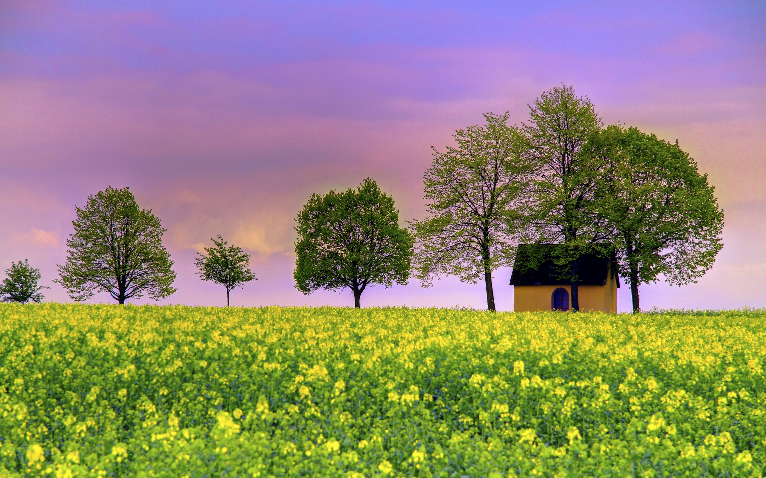 Free download wallpaper Tree, House, Field, Man Made, Rapeseed on your PC desktop