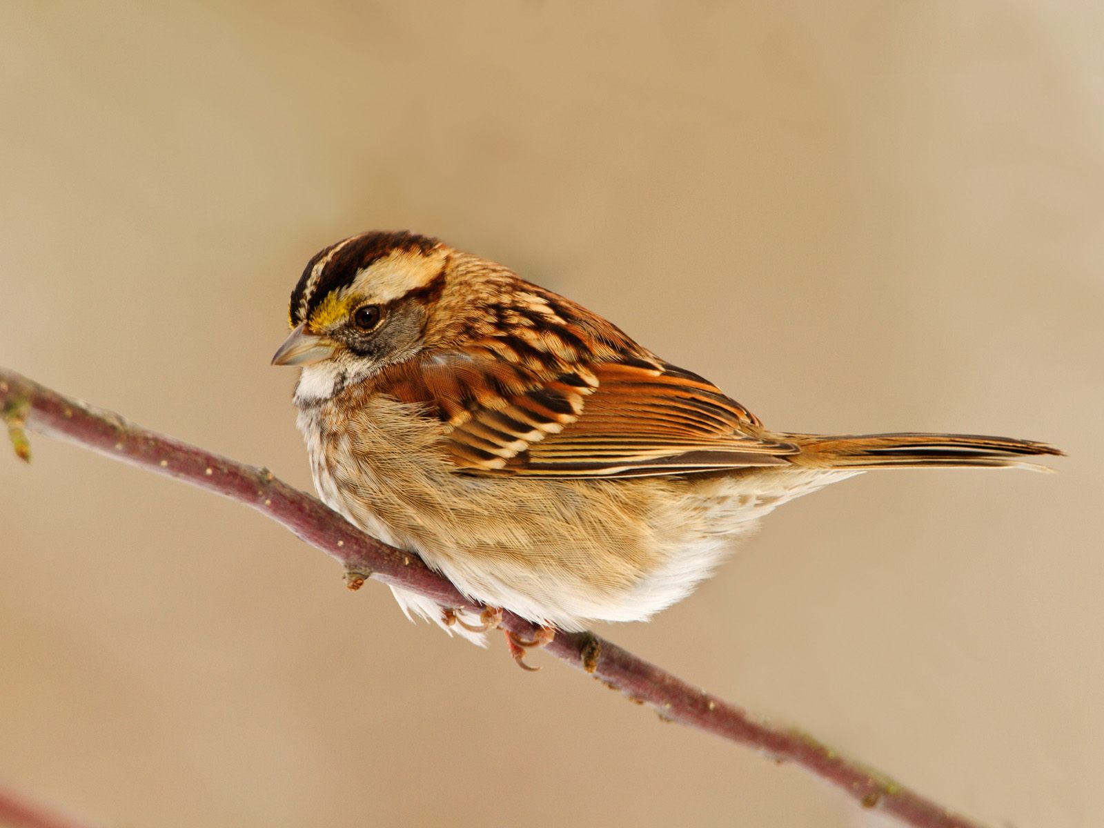 PCデスクトップに動物, 鳥画像を無料でダウンロード