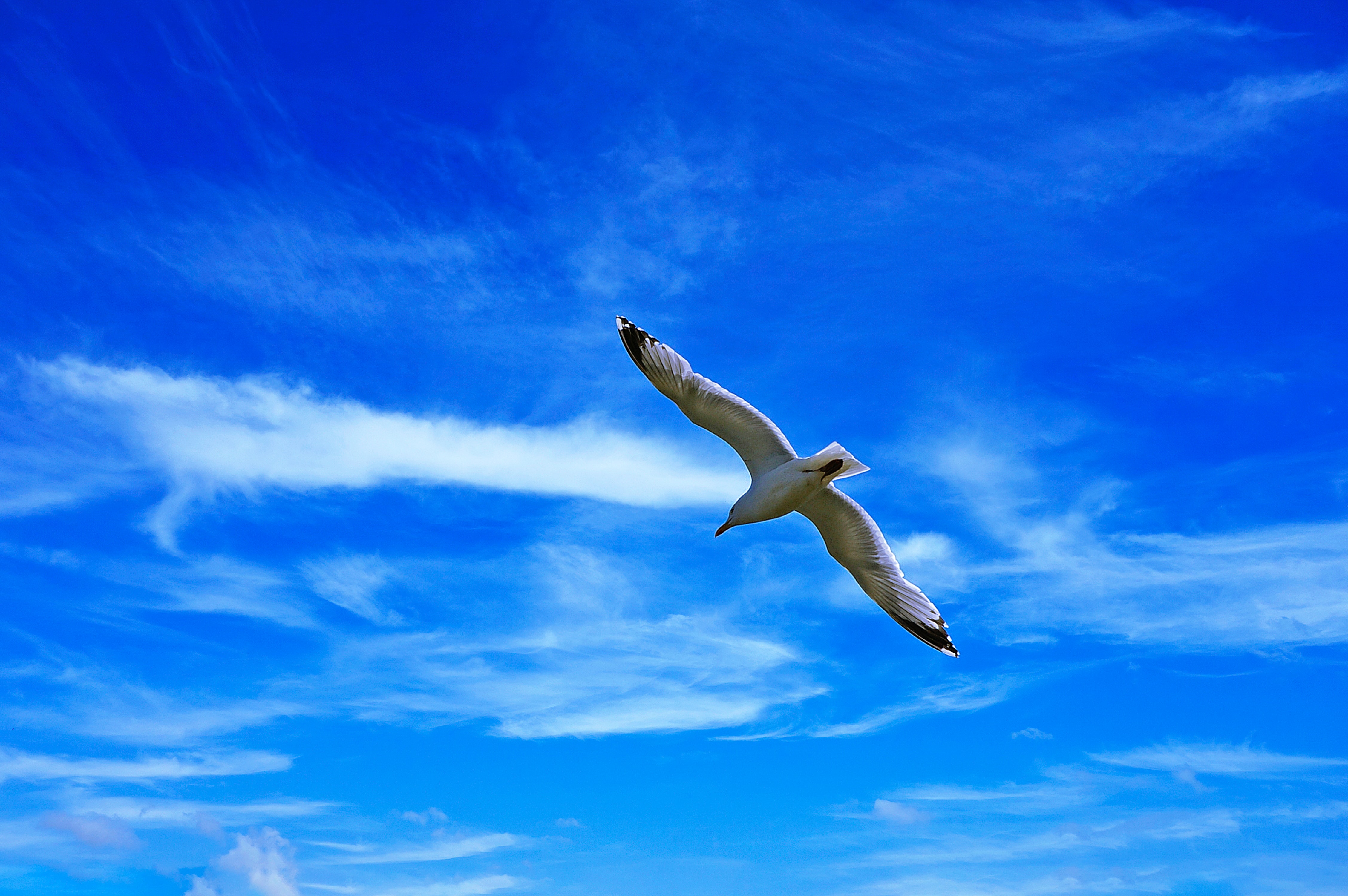 Free download wallpaper Animals, Sky, Clouds, Gull, Flight, Wings, Bird, Seagull on your PC desktop