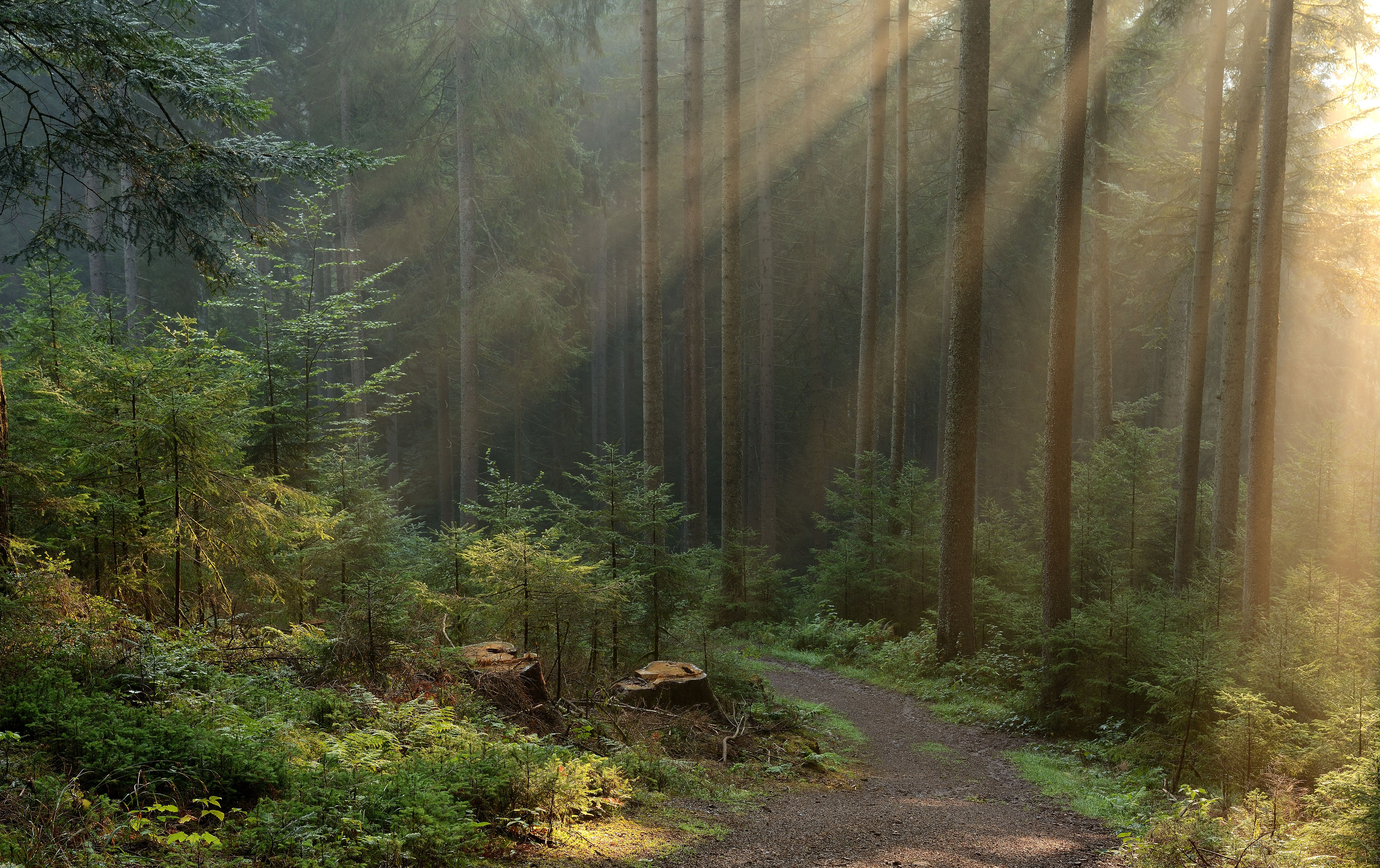 Téléchargez des papiers peints mobile Paysage, Lumière, Forêt, Chemin, Rayon De Soleil, Terre/nature gratuitement.