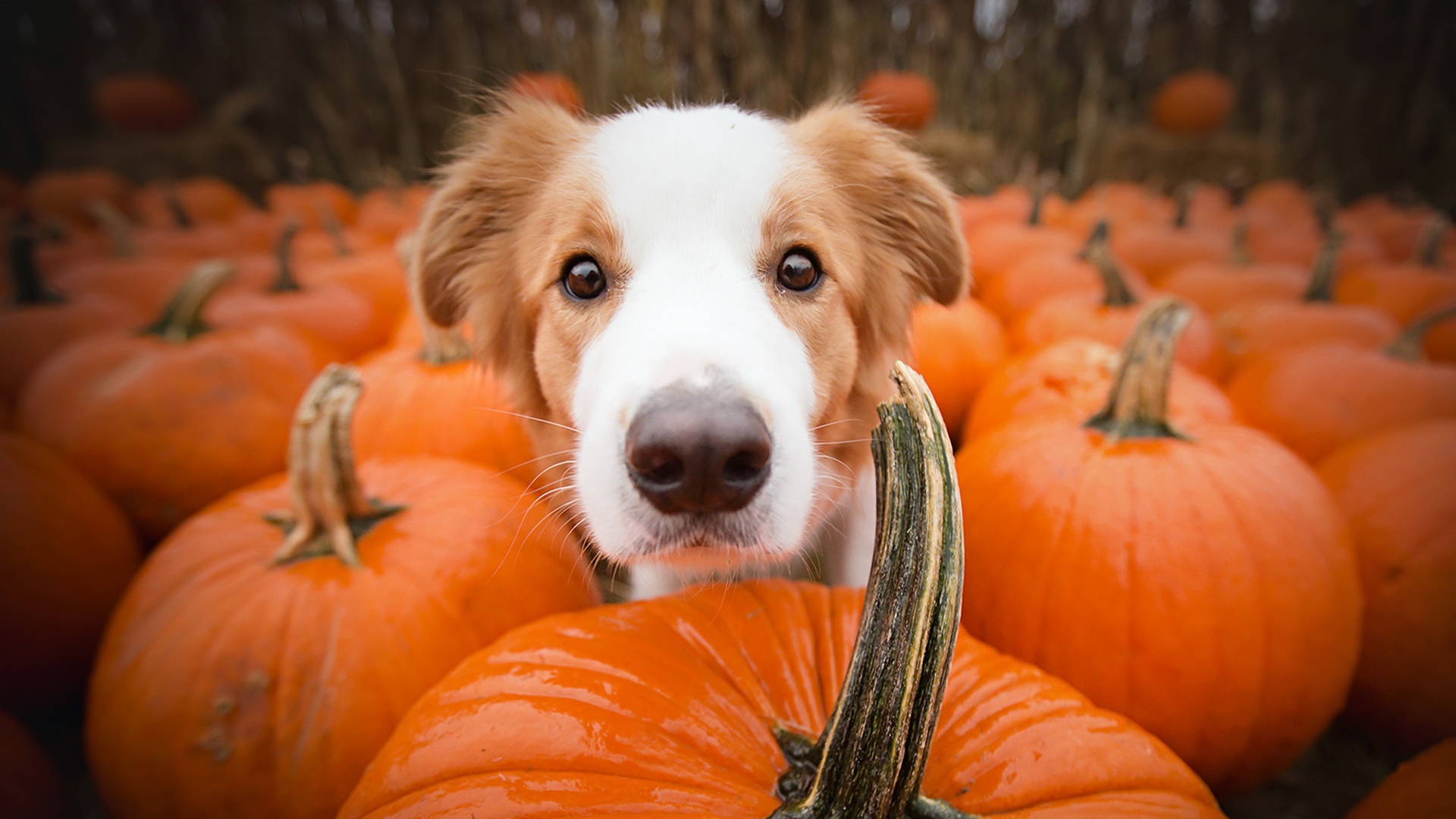 PCデスクトップに動物, 犬, 銃口, かぼちゃ画像を無料でダウンロード