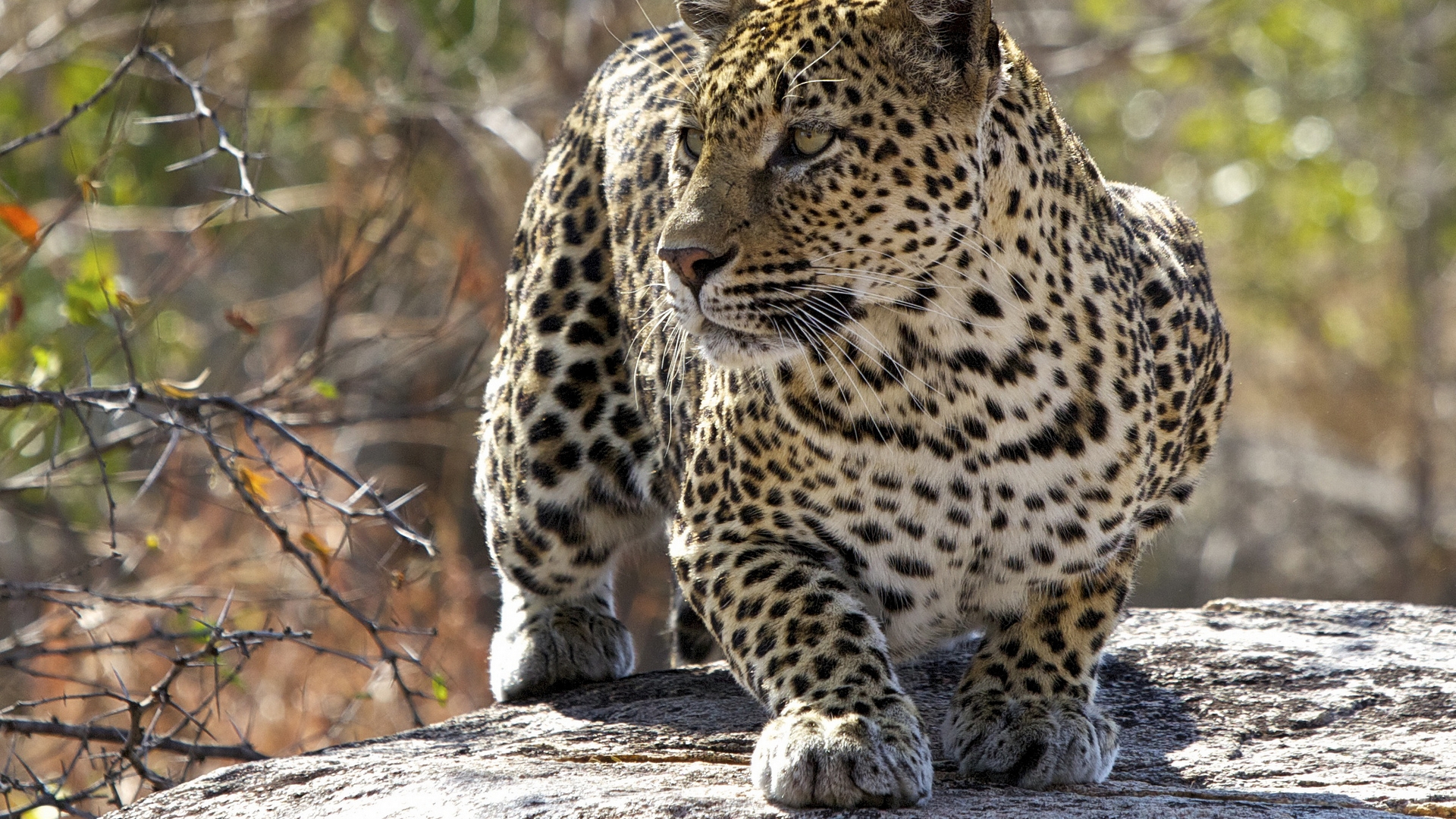 Free download wallpaper Leopard, Animal on your PC desktop