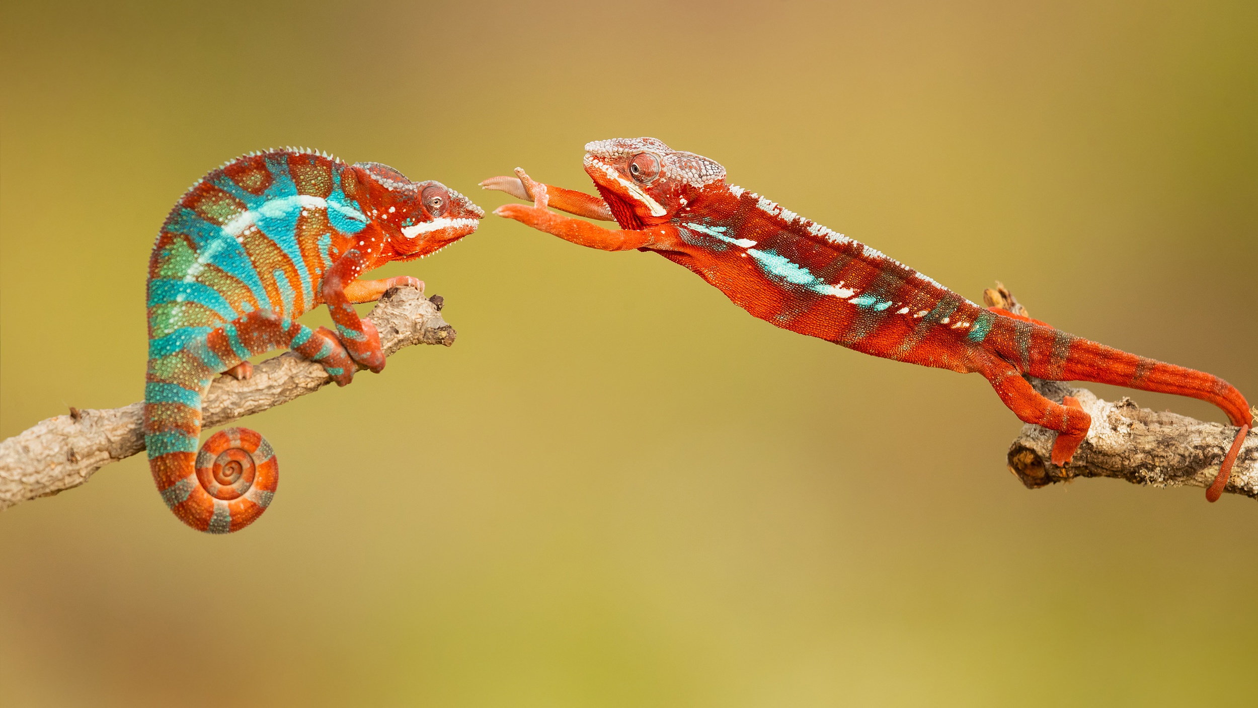 Téléchargez gratuitement l'image Animaux, Lézard, Reptile, Caméléon, Reptiles sur le bureau de votre PC