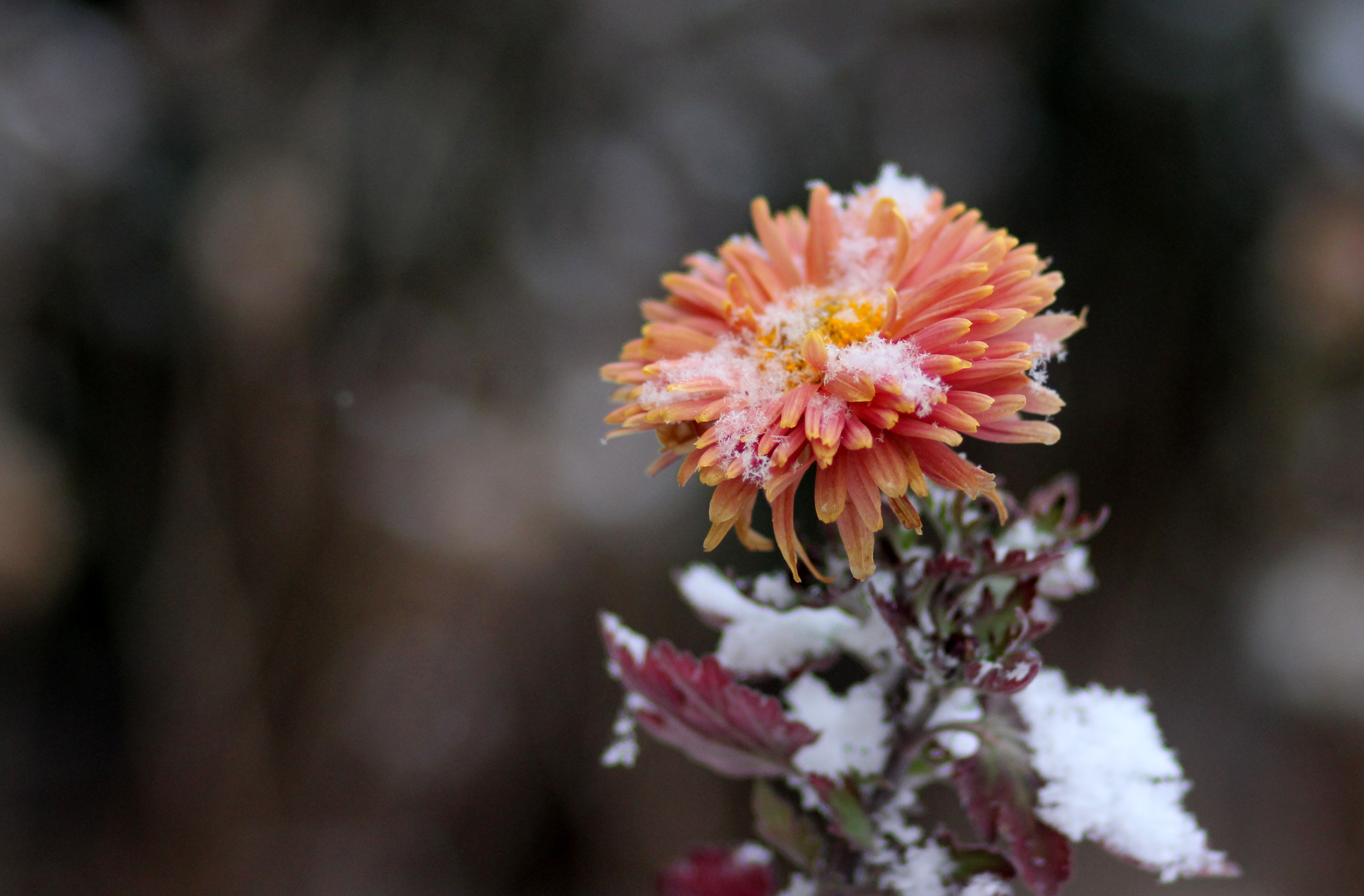 chrysanthemum, flowers, snow, bud