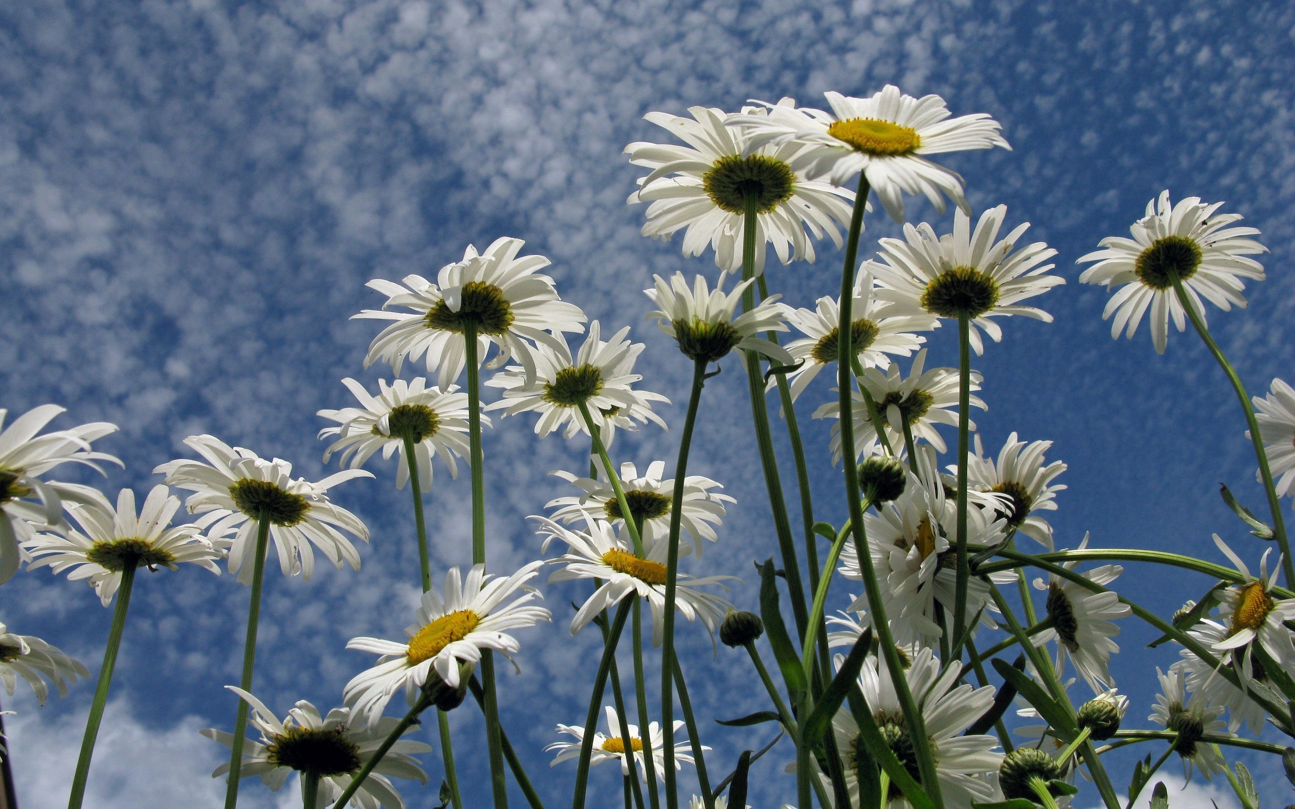 Laden Sie das Sky, Clouds, Kamille, Blumen, Sommer-Bild kostenlos auf Ihren PC-Desktop herunter