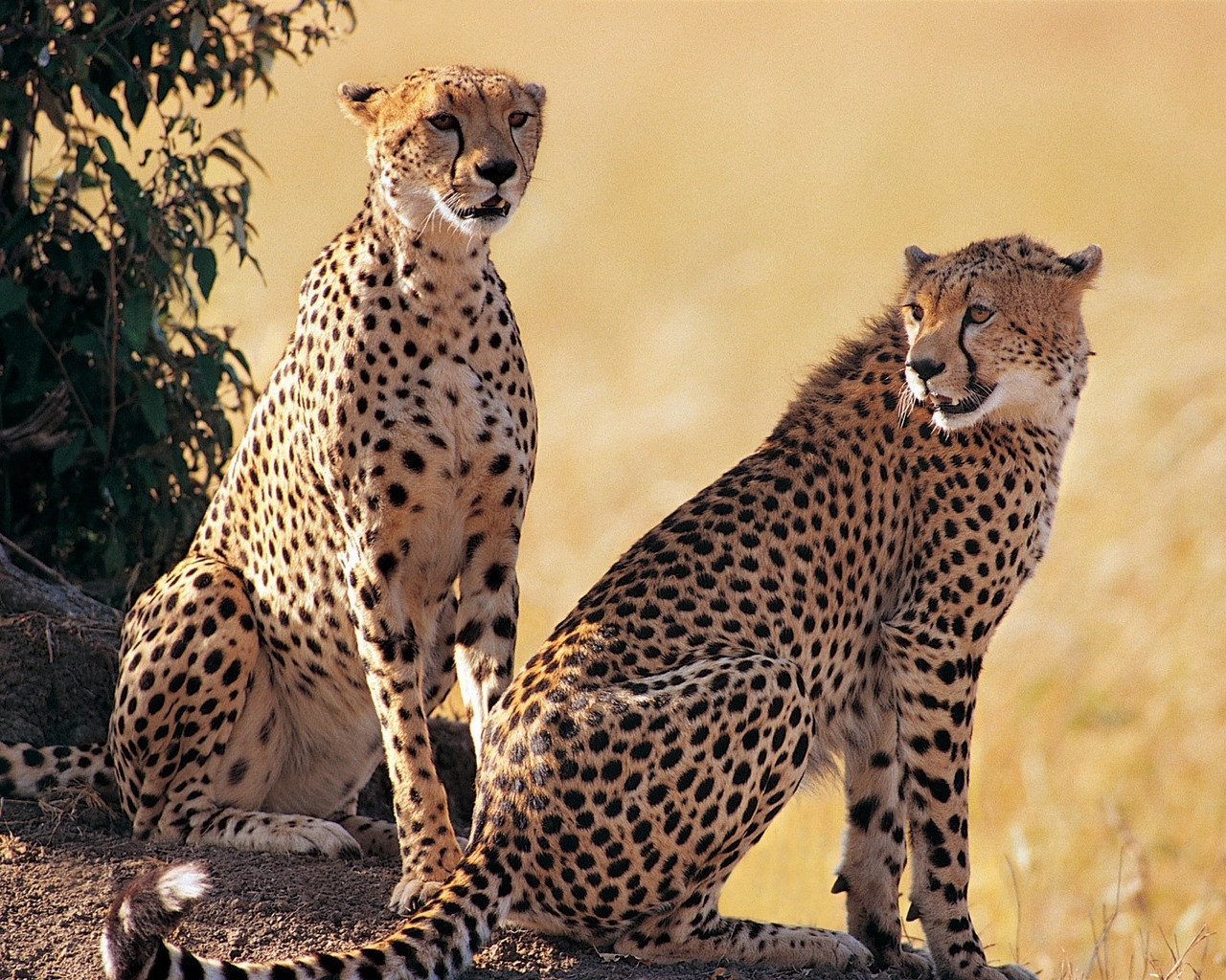 cheetah, animals wallpapers for tablet
