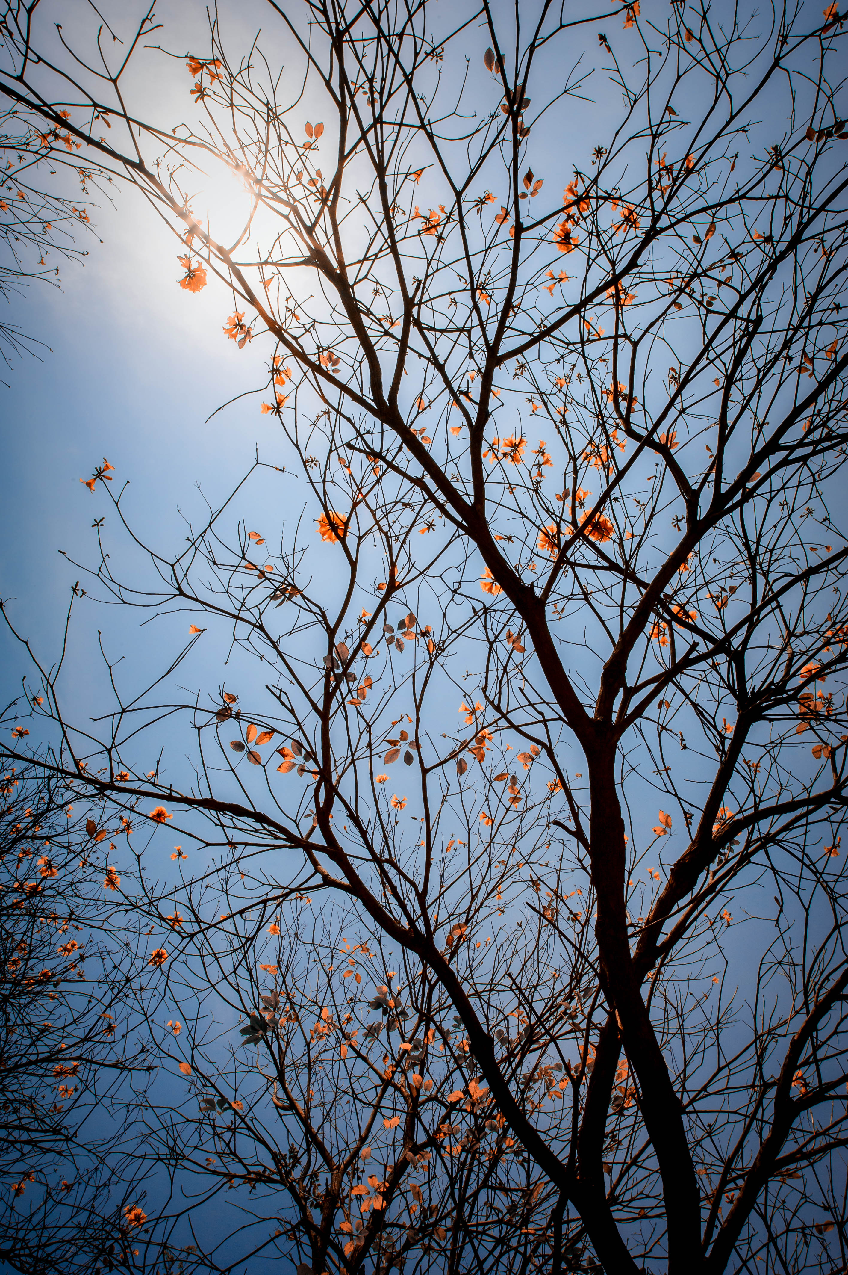 sky, wood, leaves, nature, flowers, tree, branches Full HD