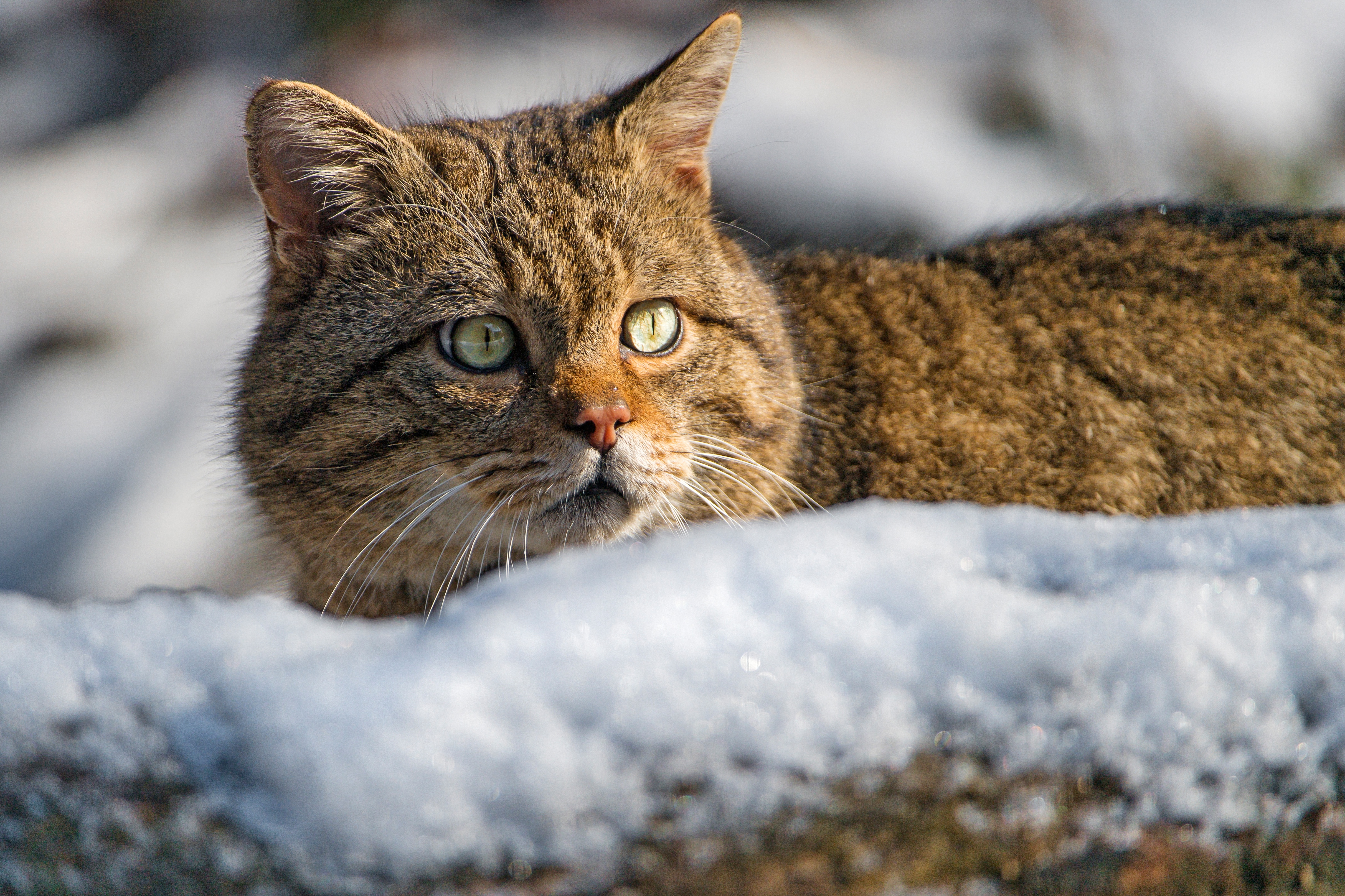 Descarga gratuita de fondo de pantalla para móvil de Animales, Gatos, Gato.