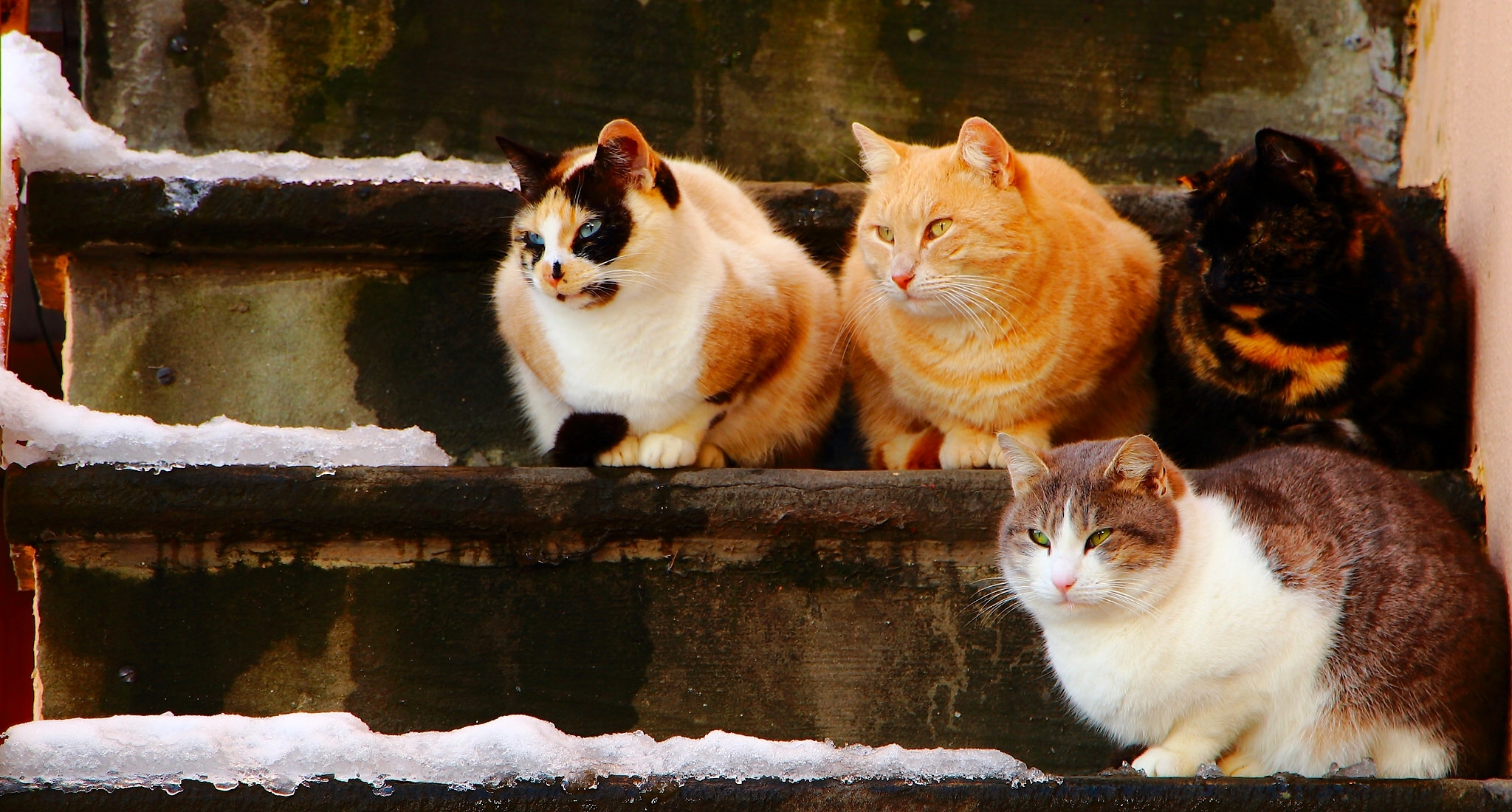 410714 Protetores de tela e papéis de parede Gatos em seu telefone. Baixe  fotos gratuitamente