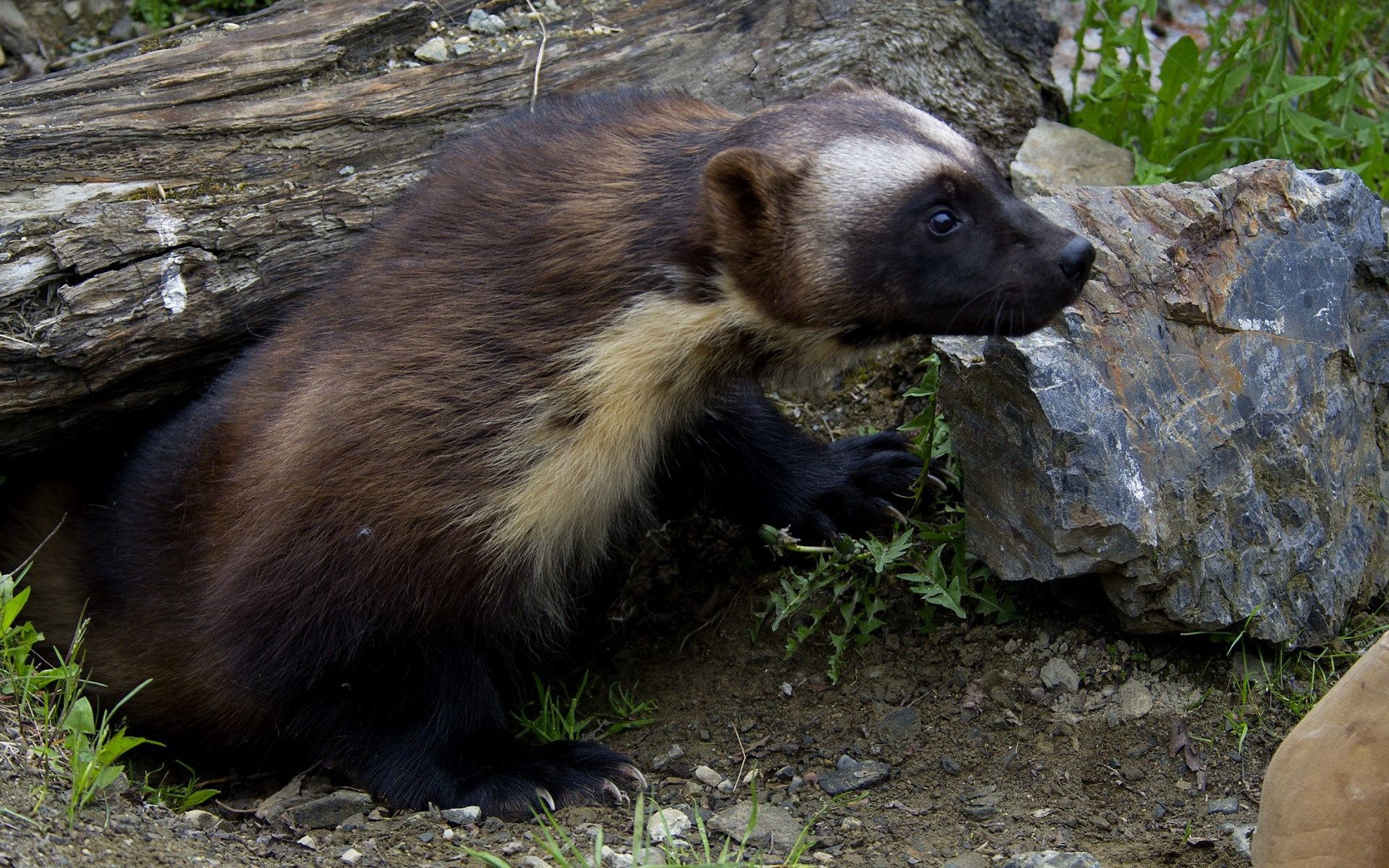 Baixe gratuitamente a imagem Animais, Wolverine na área de trabalho do seu PC