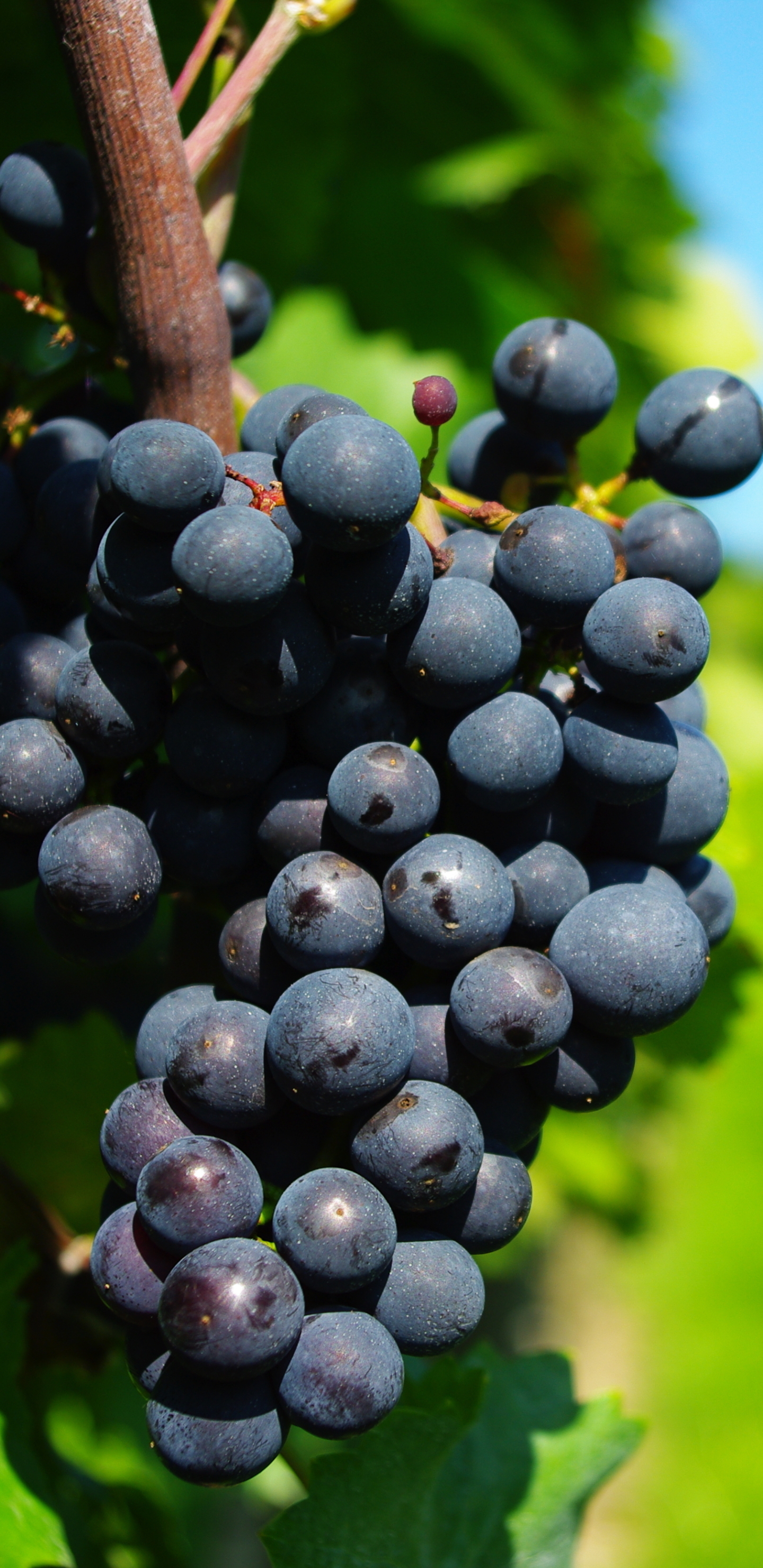 Download mobile wallpaper Grapes, Fruits, Food for free.