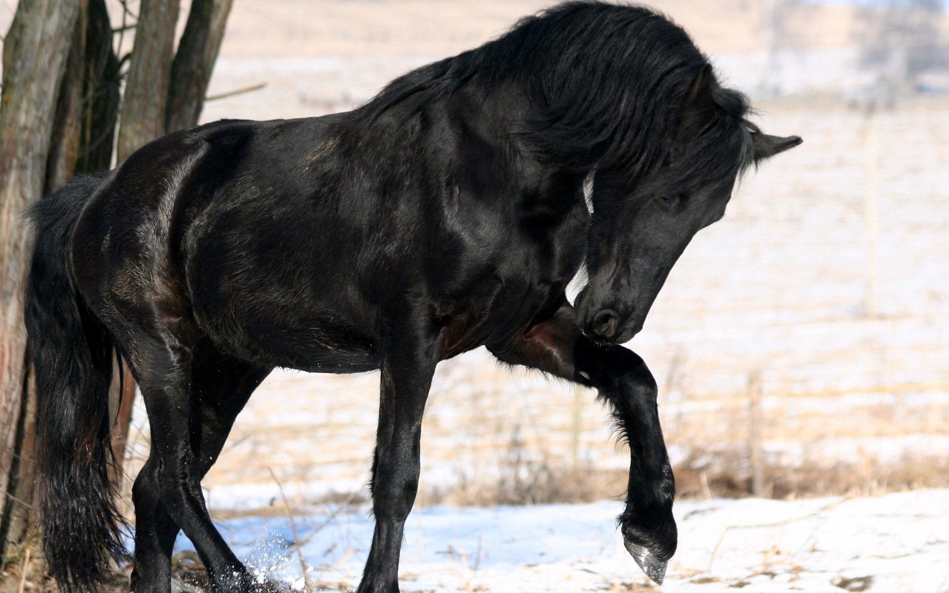 117538 descargar imagen animales, negro, el negro, caballo, pierna: fondos de pantalla y protectores de pantalla gratis