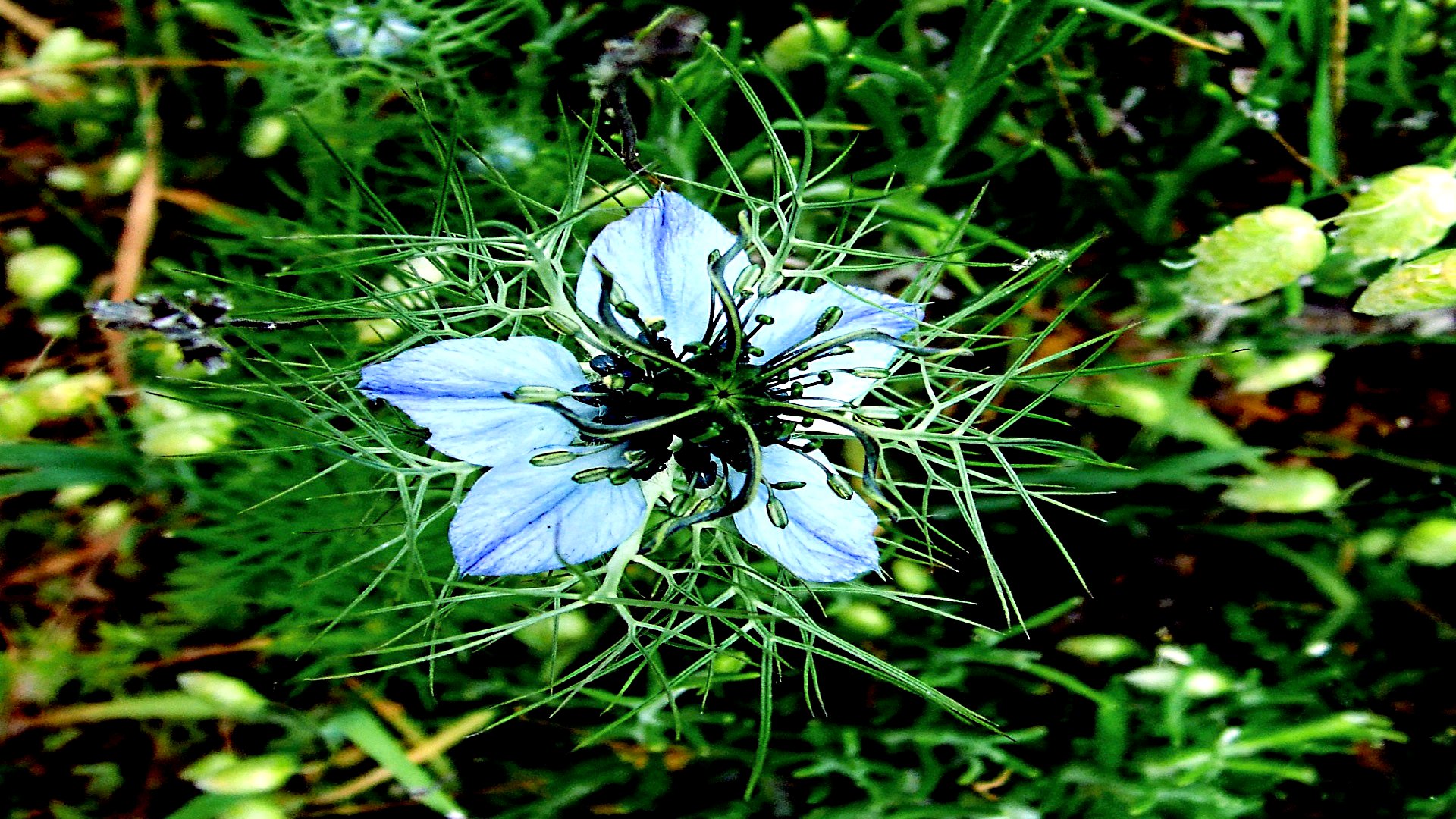 Descarga gratuita de fondo de pantalla para móvil de Flores, Flor, Tierra/naturaleza.