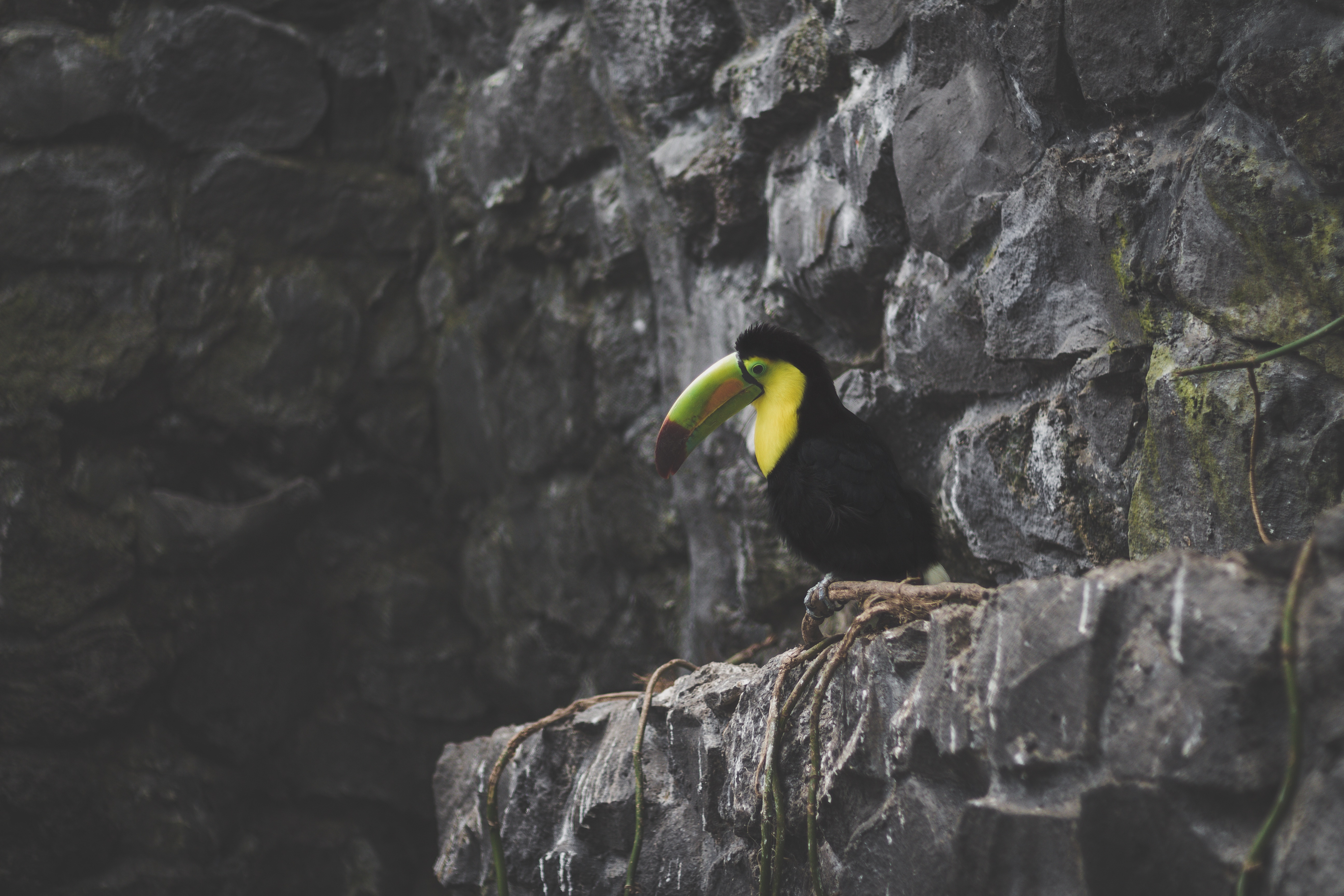 animals, stones, bird, is sitting, sits, toucan