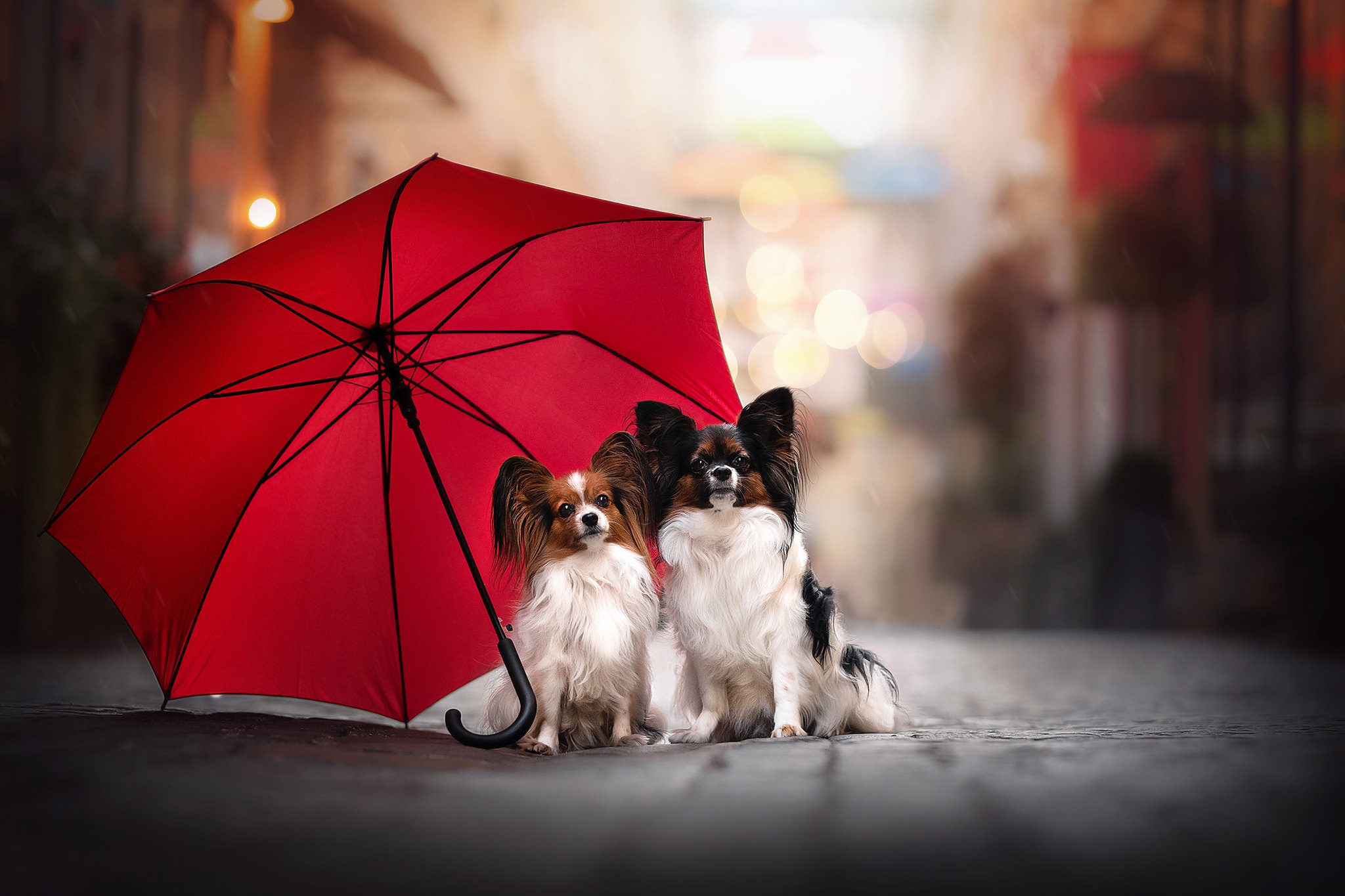 animal, papillon, dog, papillon (dog), umbrella, dogs