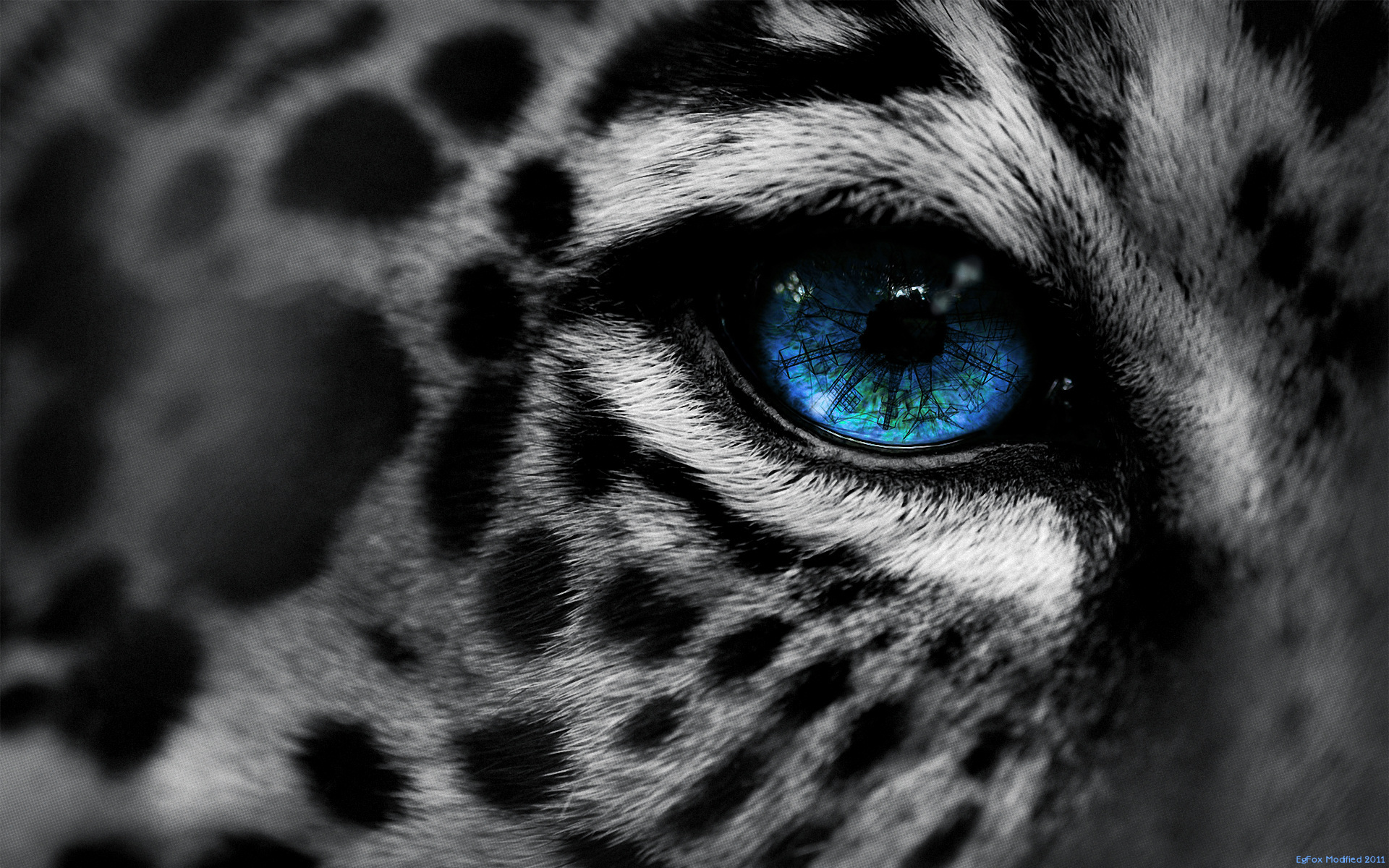 18181 télécharger l'image léopards, animaux, gris - fonds d'écran et économiseurs d'écran gratuits