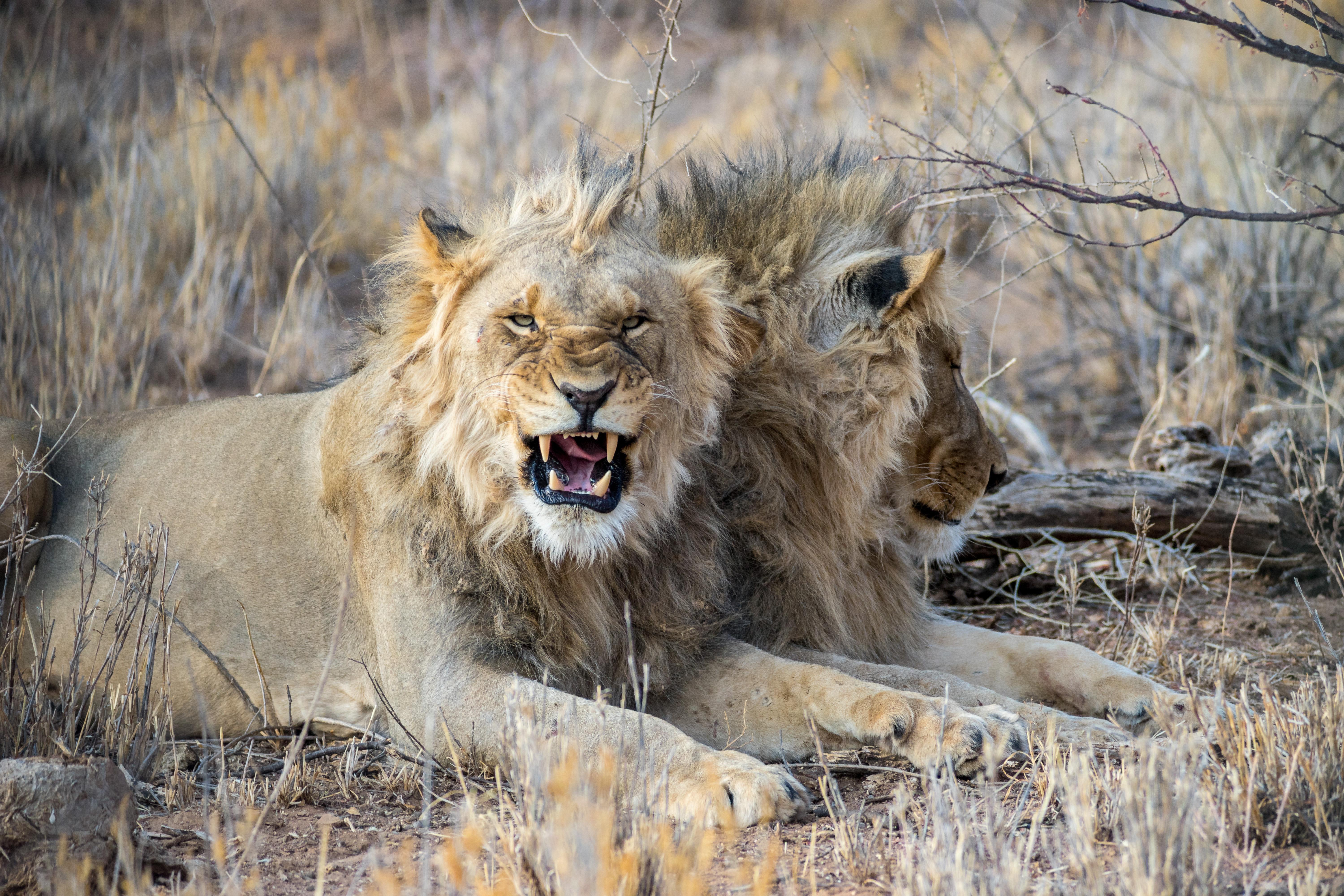 Téléchargez des papiers peints mobile Animaux, Chats, Lion gratuitement.